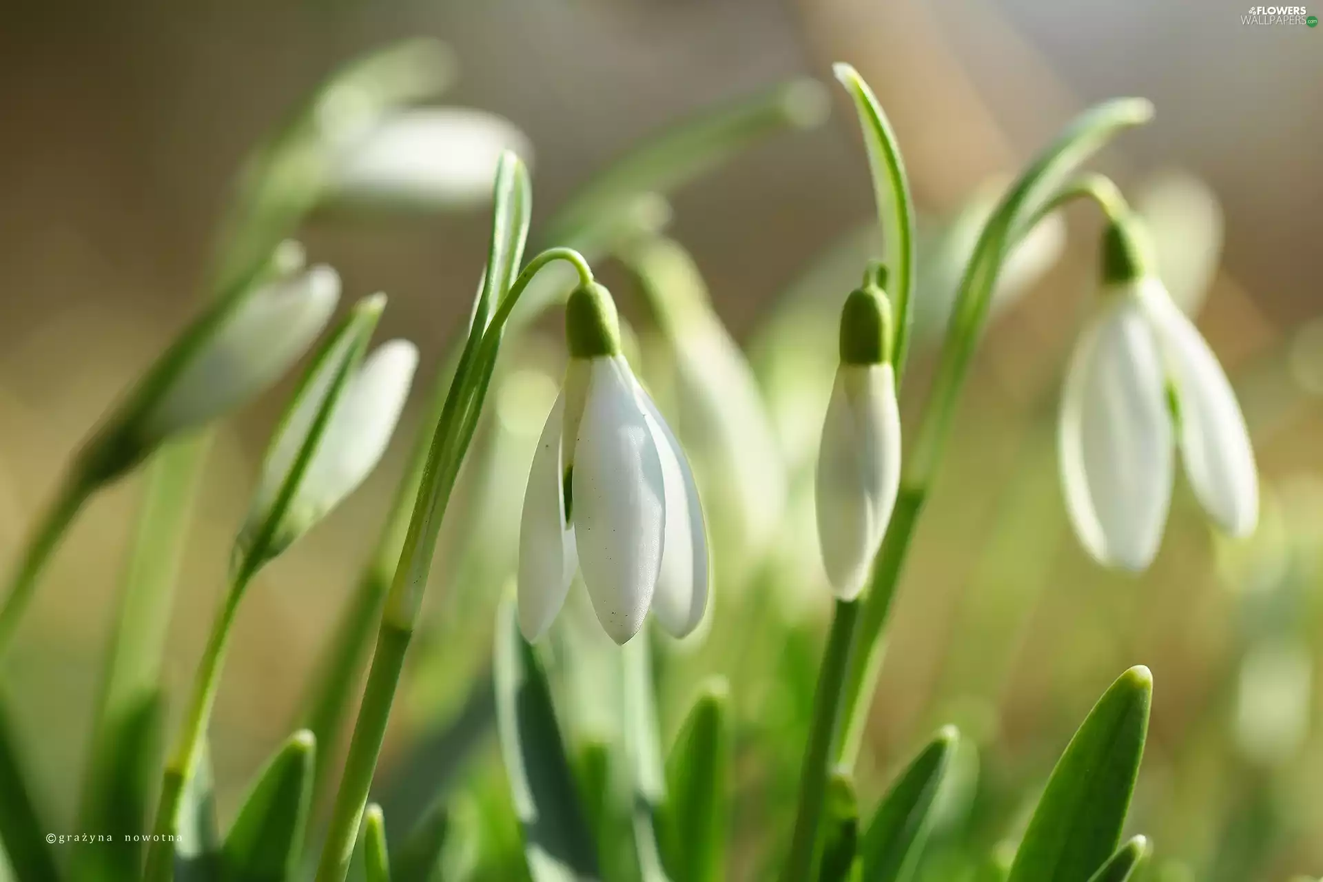snowdrops, White, Flowers