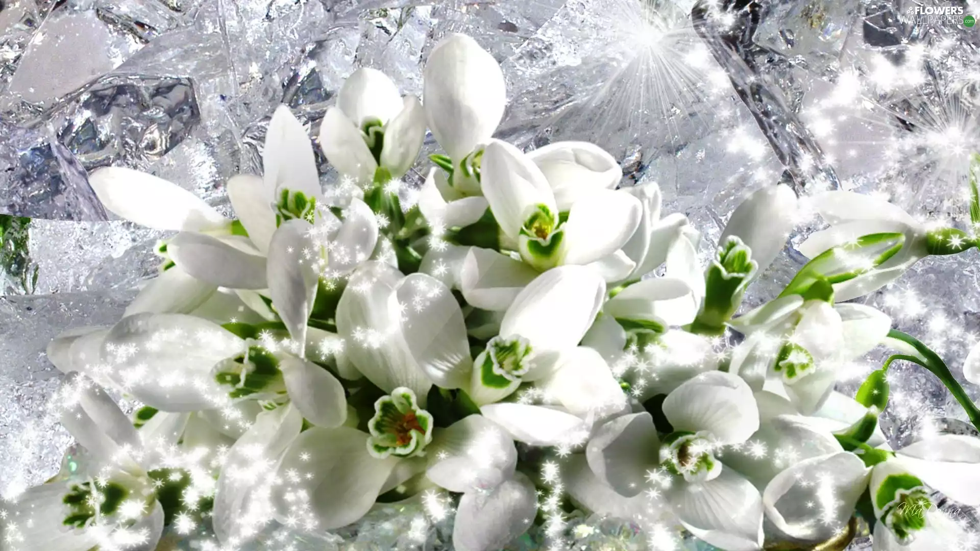 snowdrops, Icecream