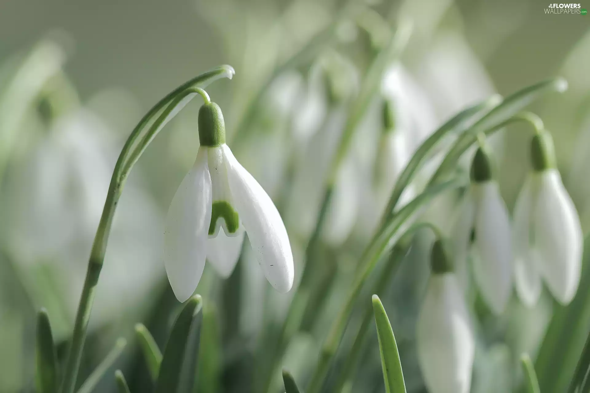 inclined, White, Flowers, snowdrops