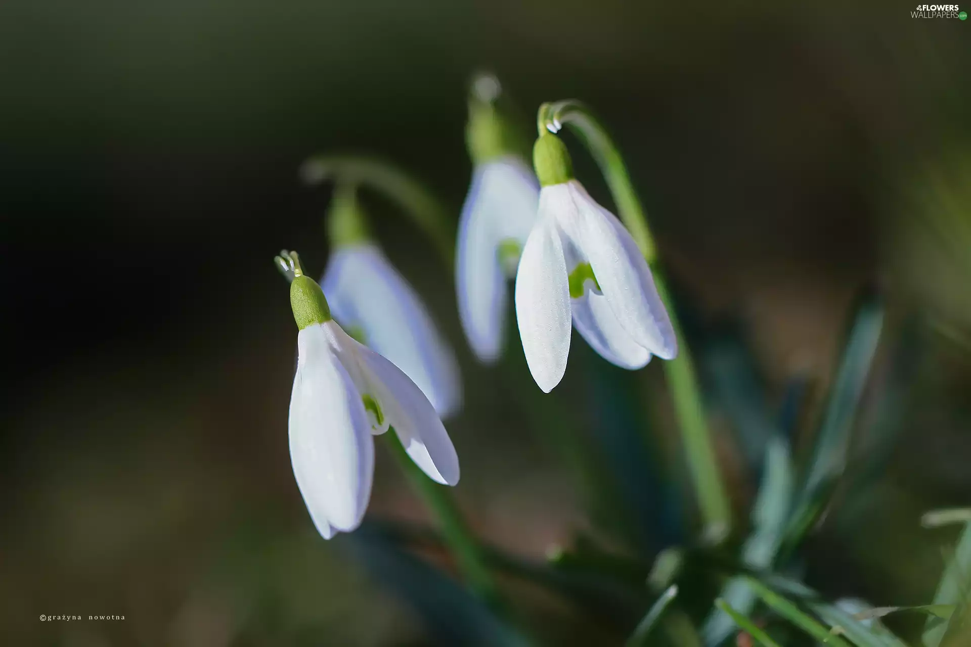 inclined, snowdrops