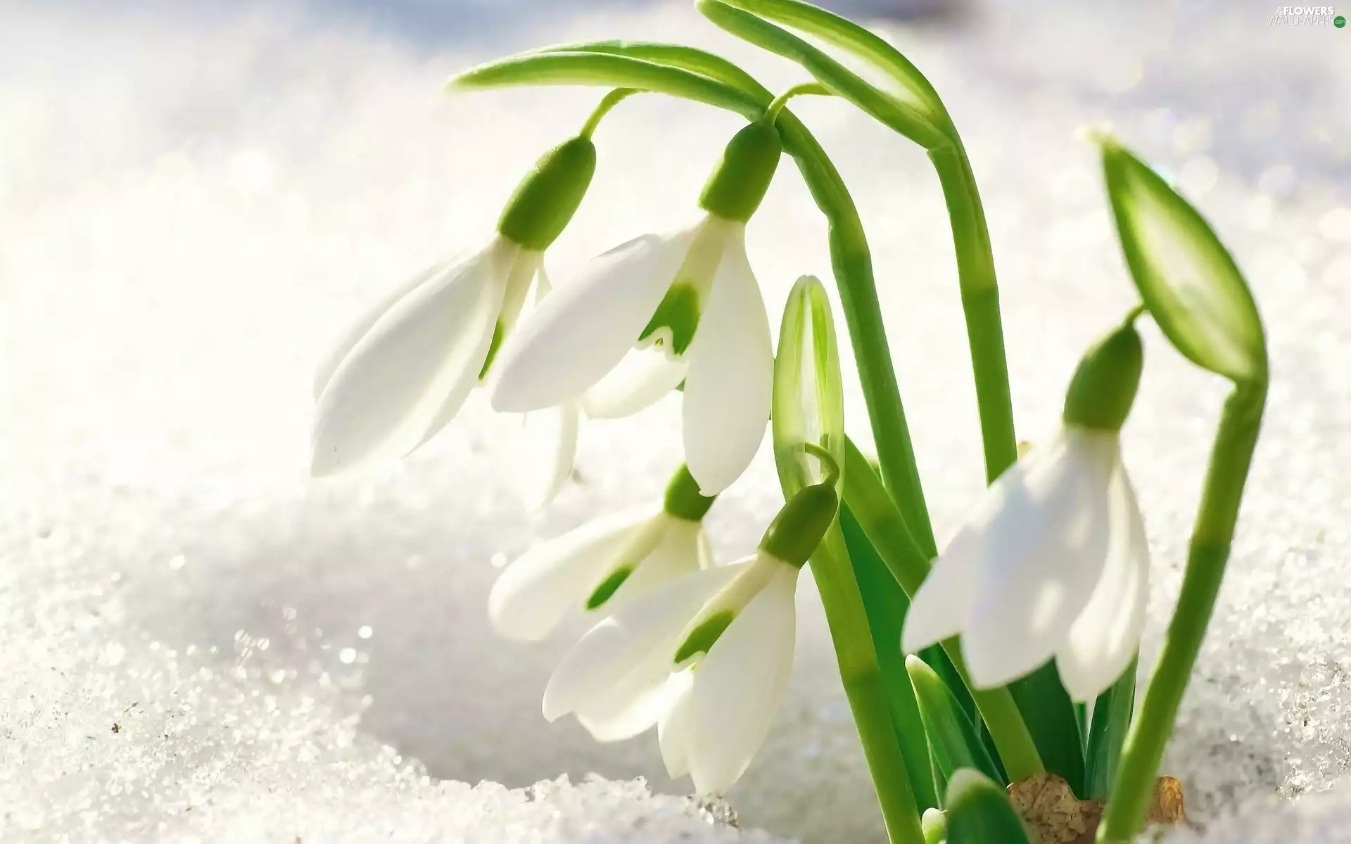 snowdrops, snow