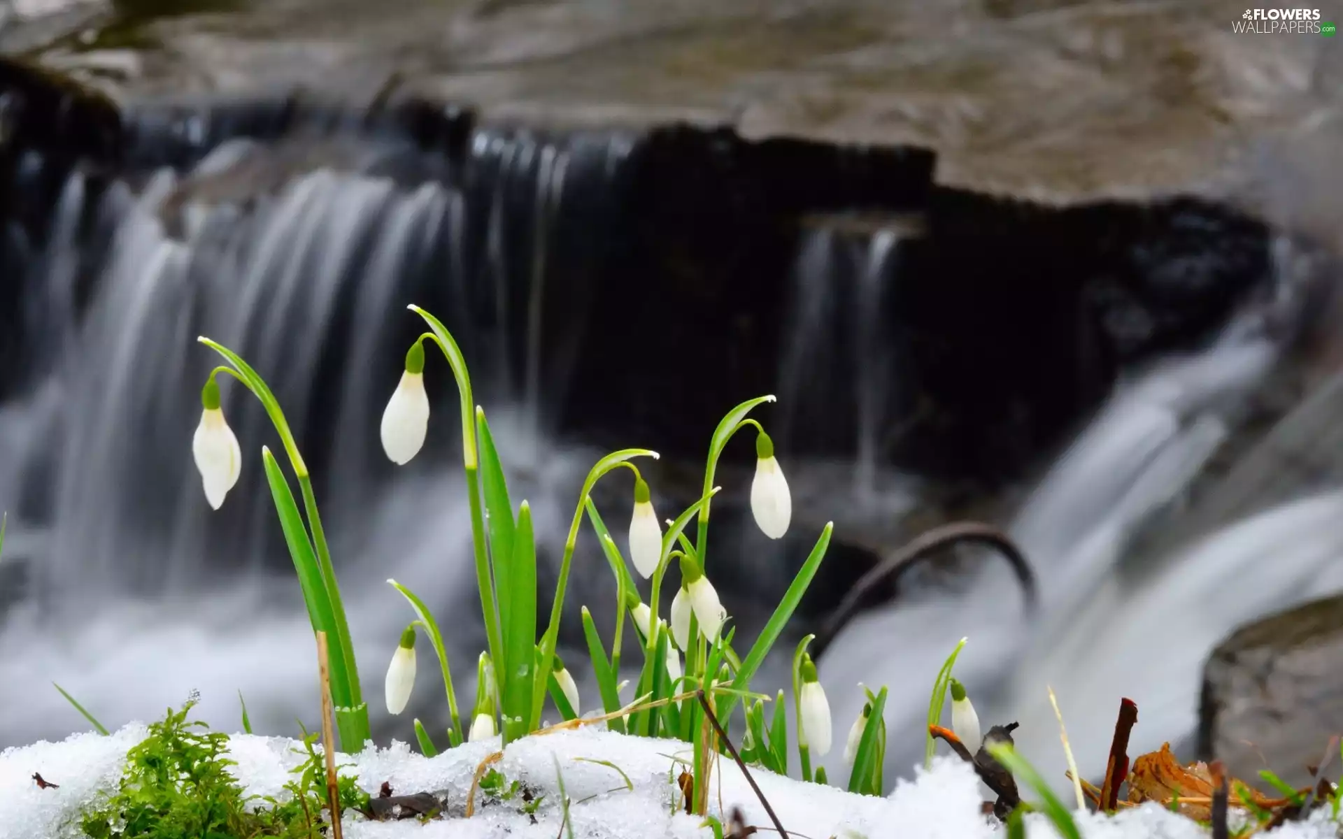 snowdrops, waterfall, snow