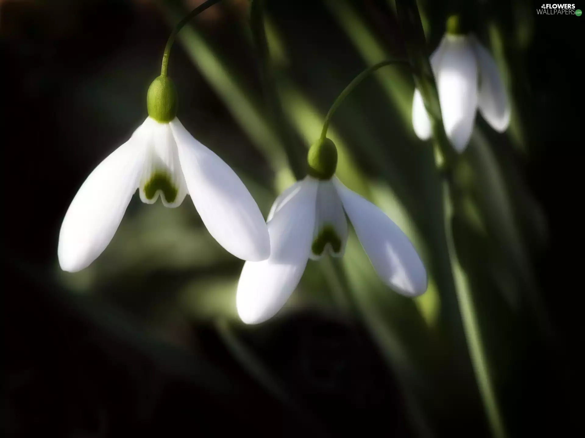 Spring, snowdrops