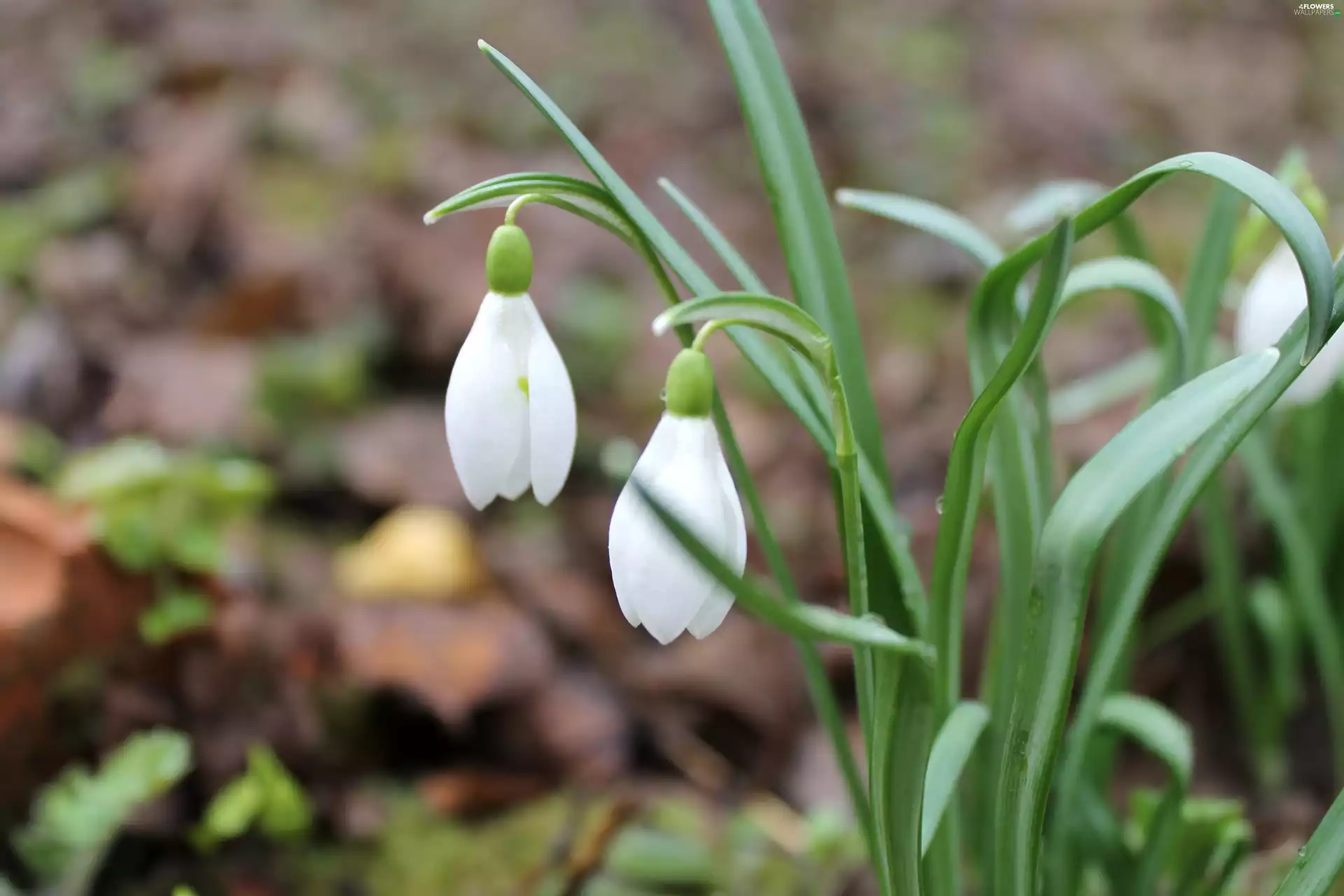 snowdrops, Spring