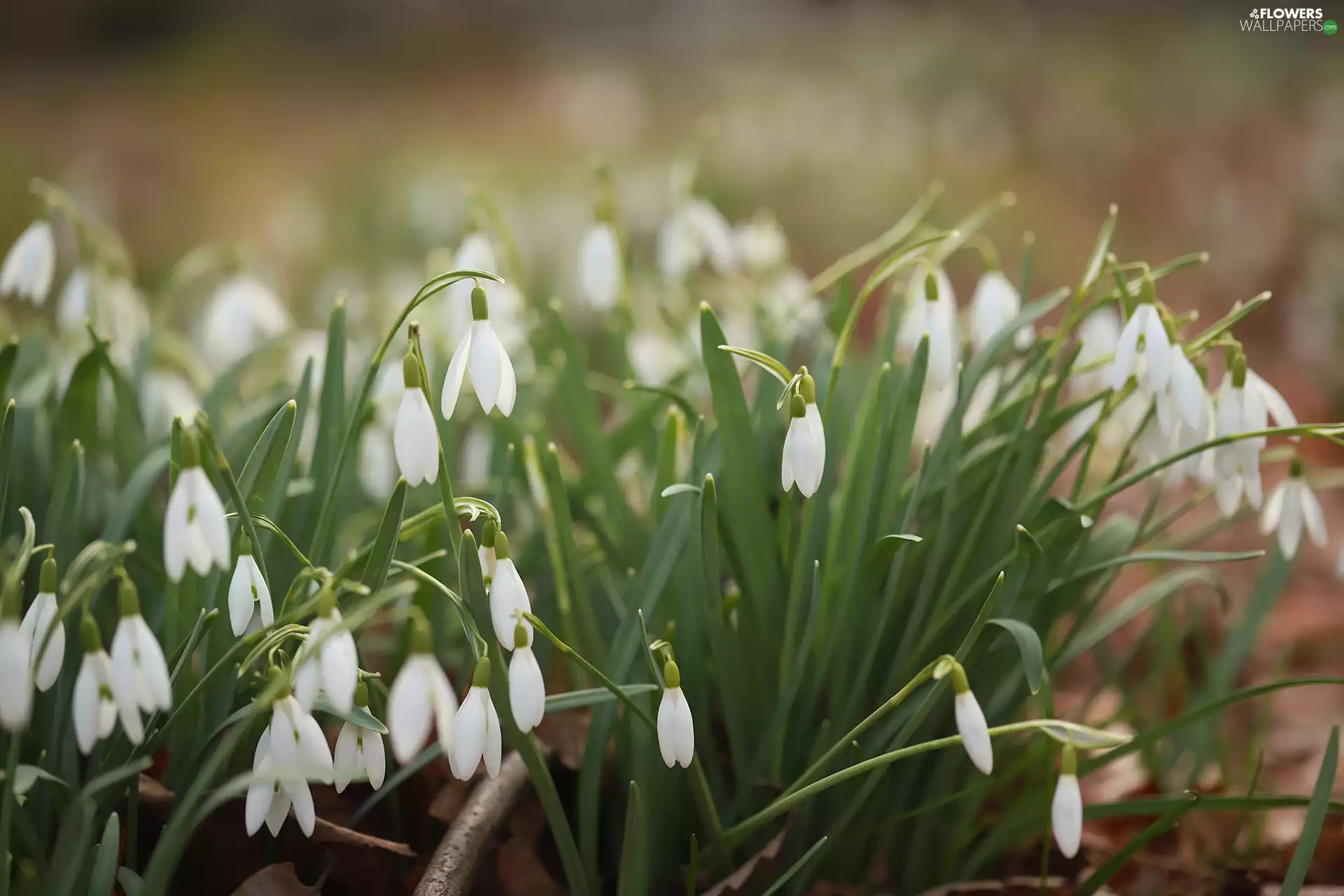 Spring, White, Flowers, snowdrops