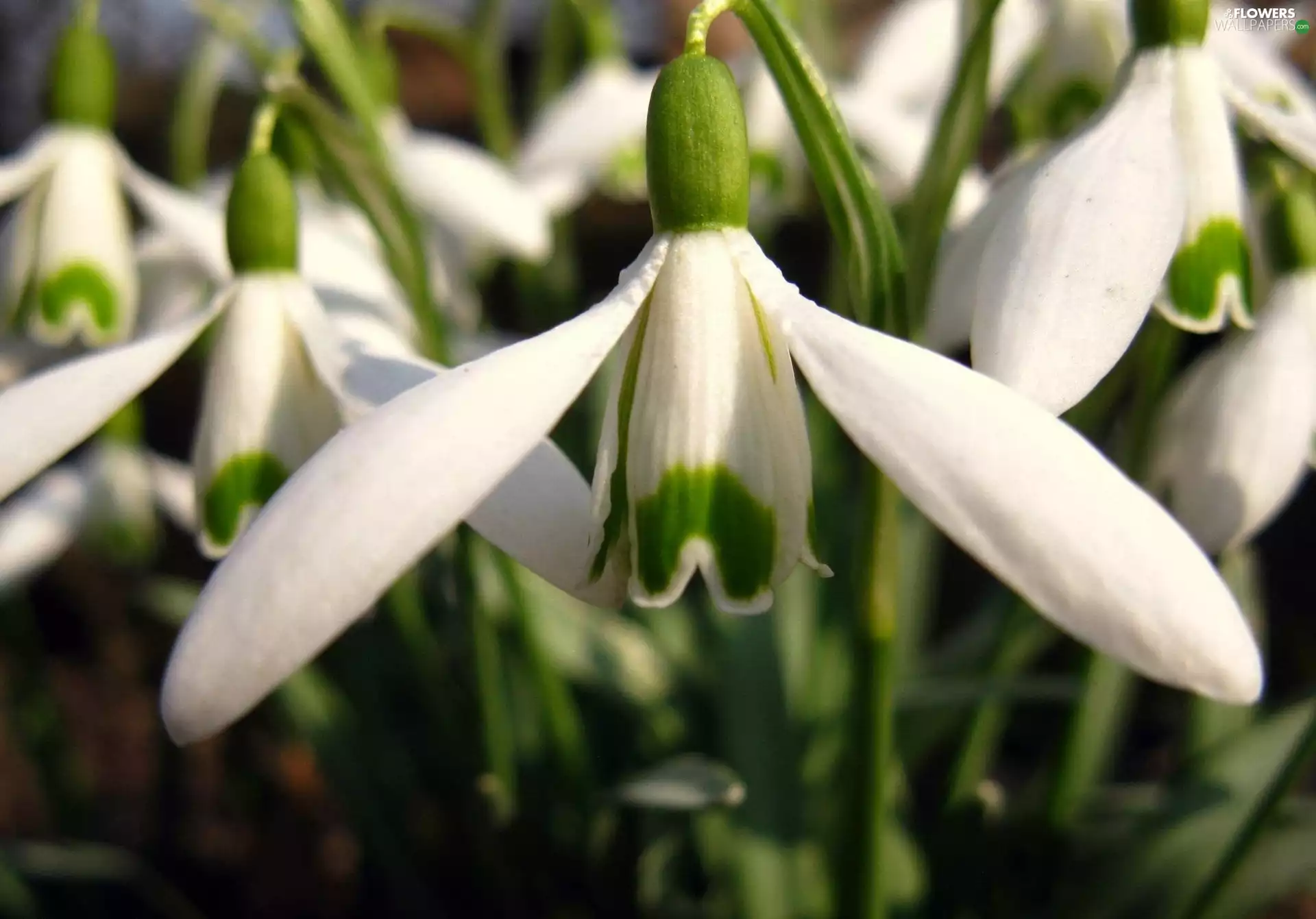 White, snowdrops