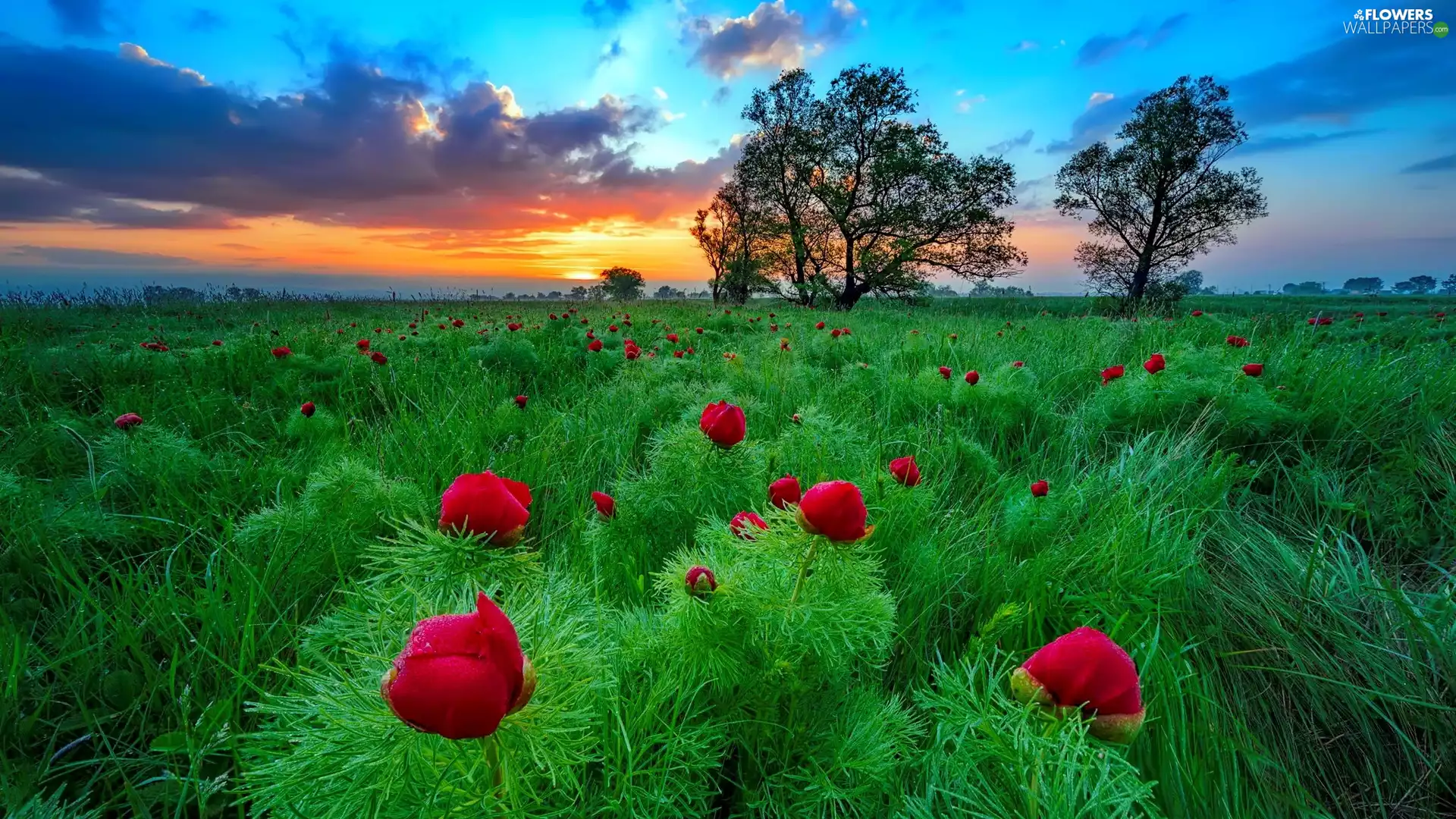 Peonies, Bulgaria, viewes, Meadow, trees, Valley of Sofia