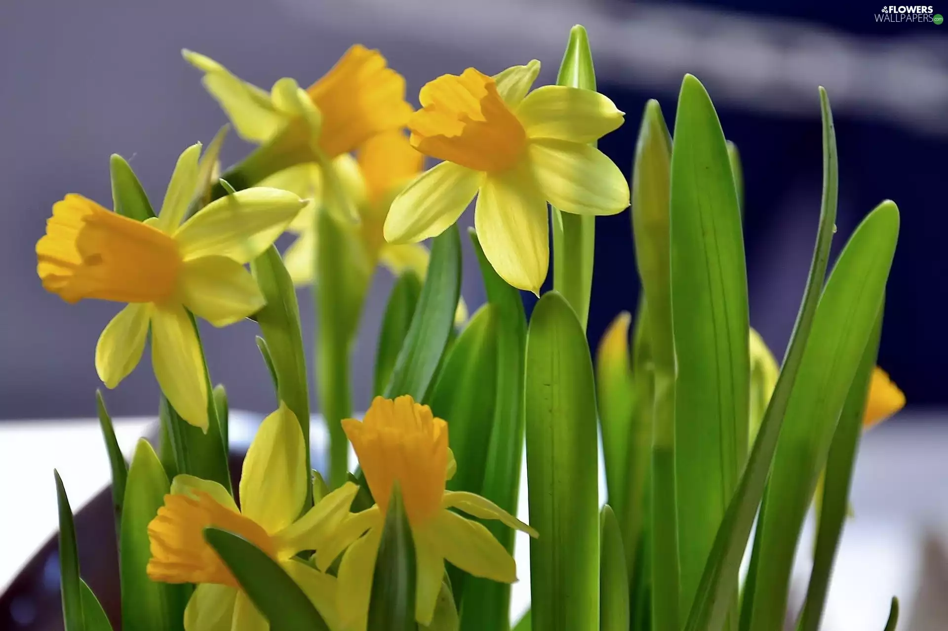 some, daffodils