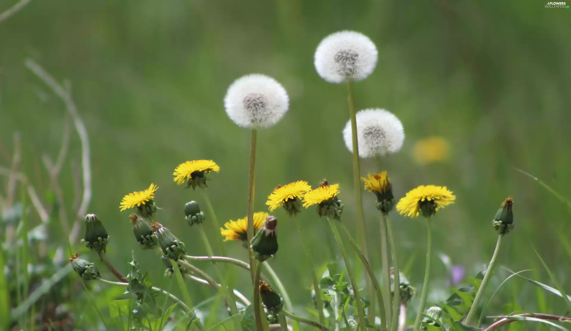 dandelions, blurry background, sow-thistle, dandelion, Meadow