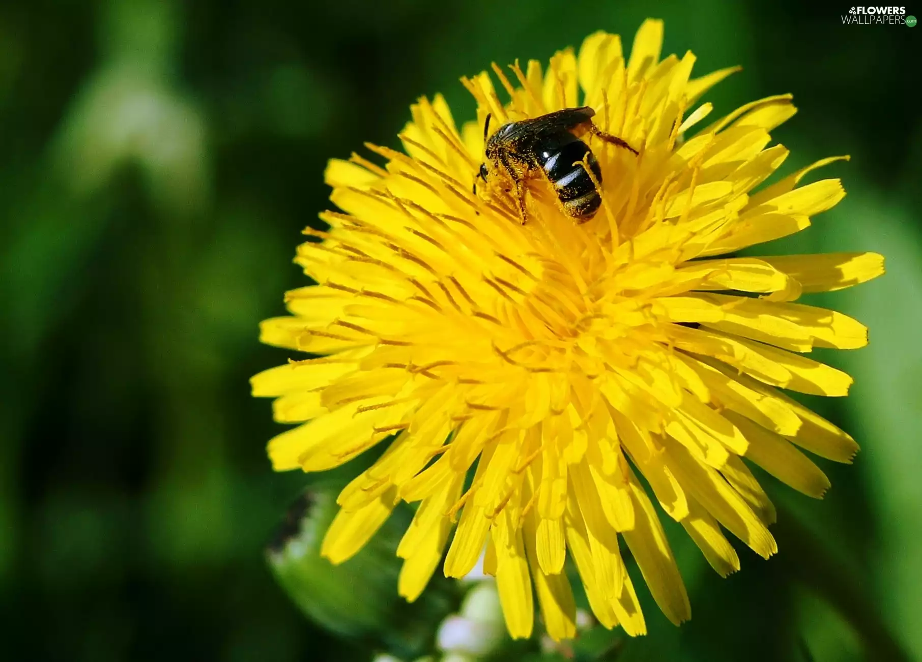 sow-thistle, bee