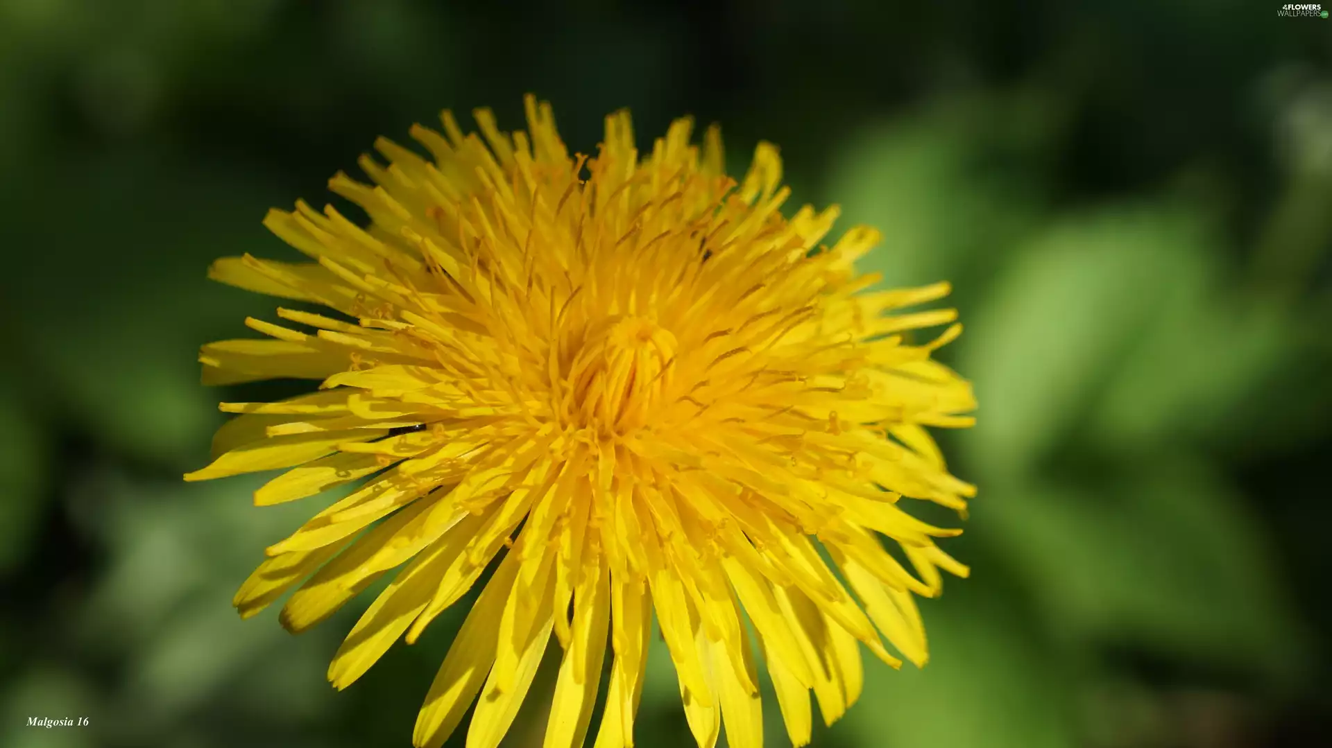Yellow, Common Dandelion, sow-thistle, Colourfull Flowers
