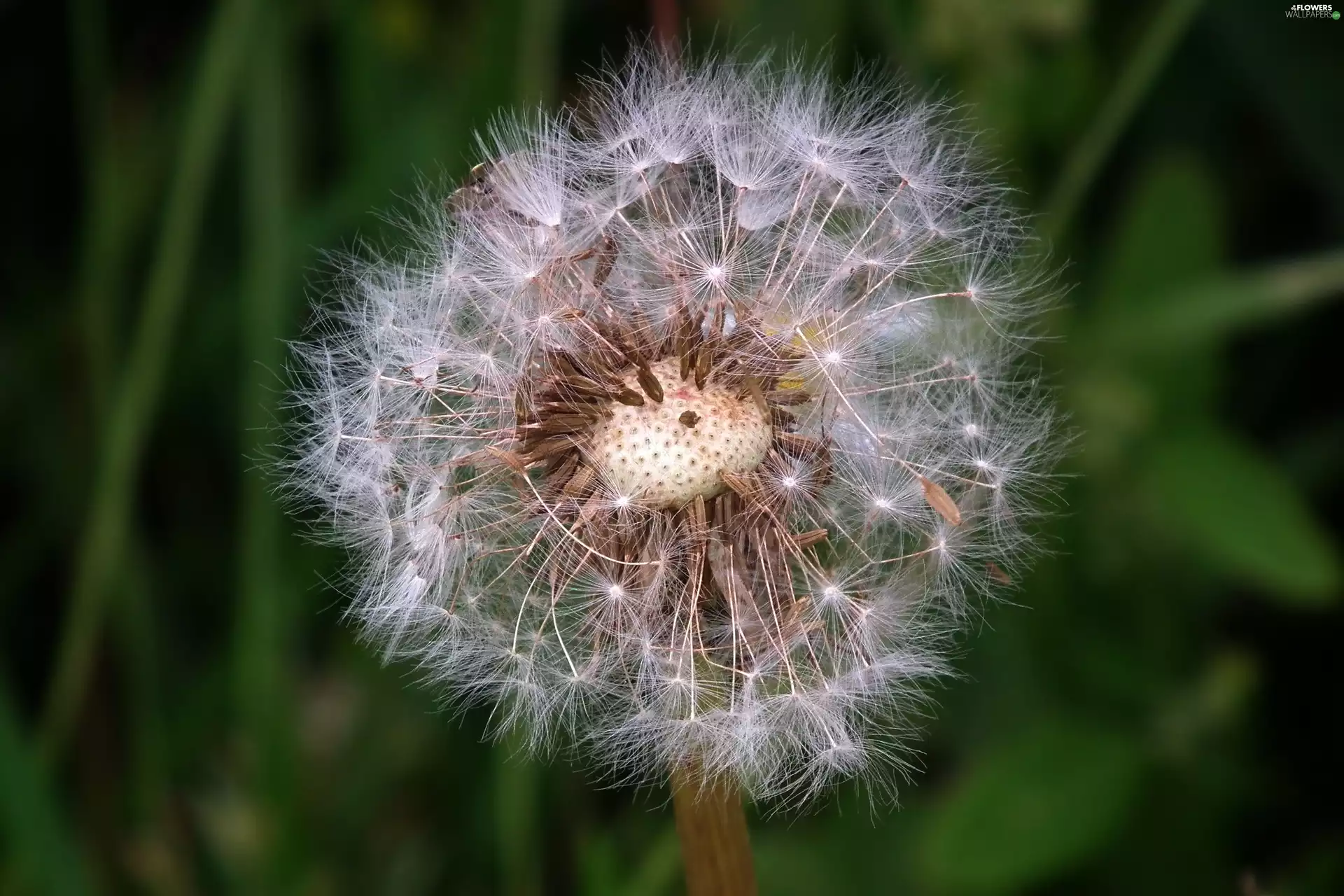 nature, Common Dandelion, sow-thistle, Colourfull Flowers