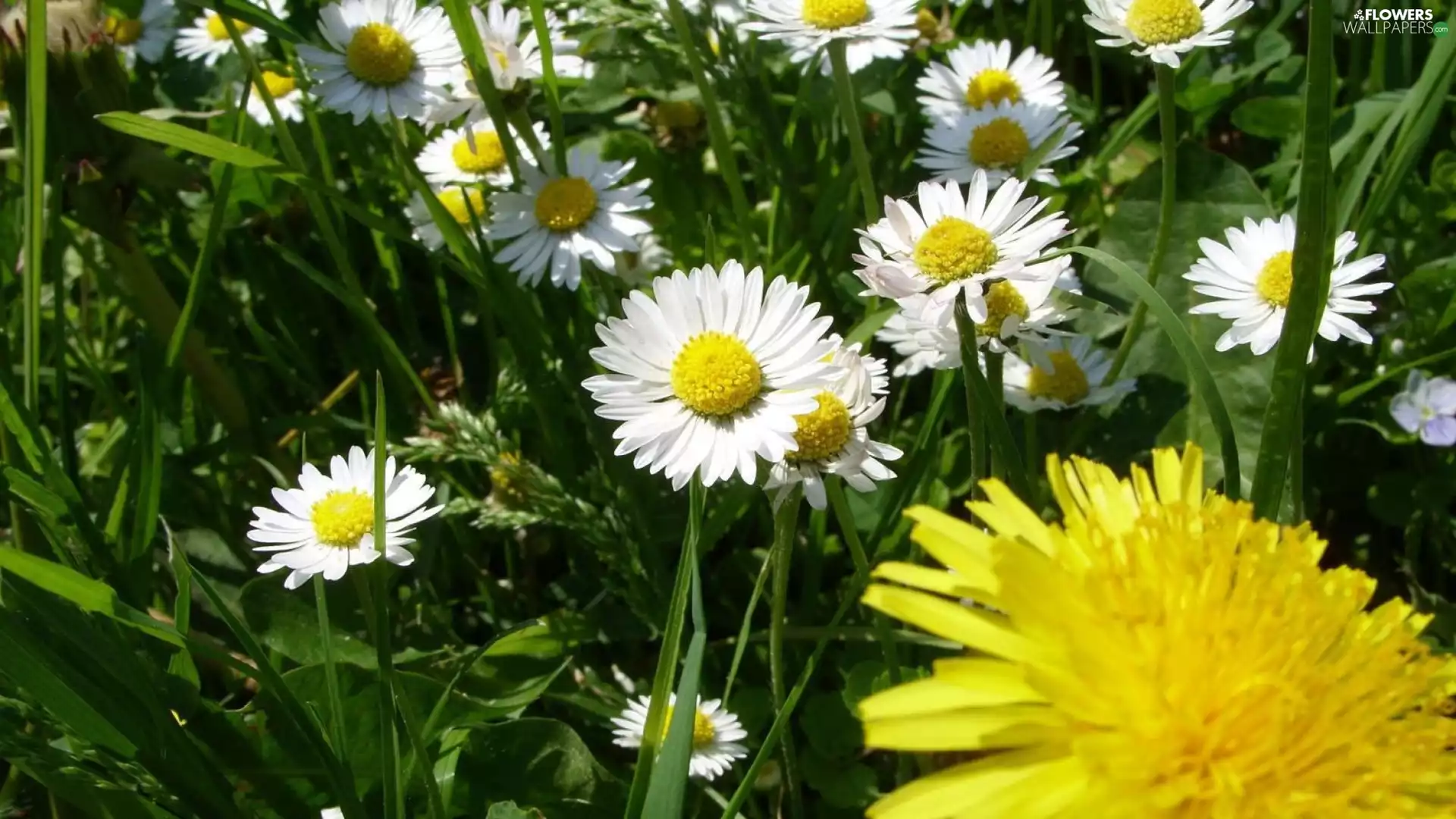 daisies, sow-thistle, grass, puffball