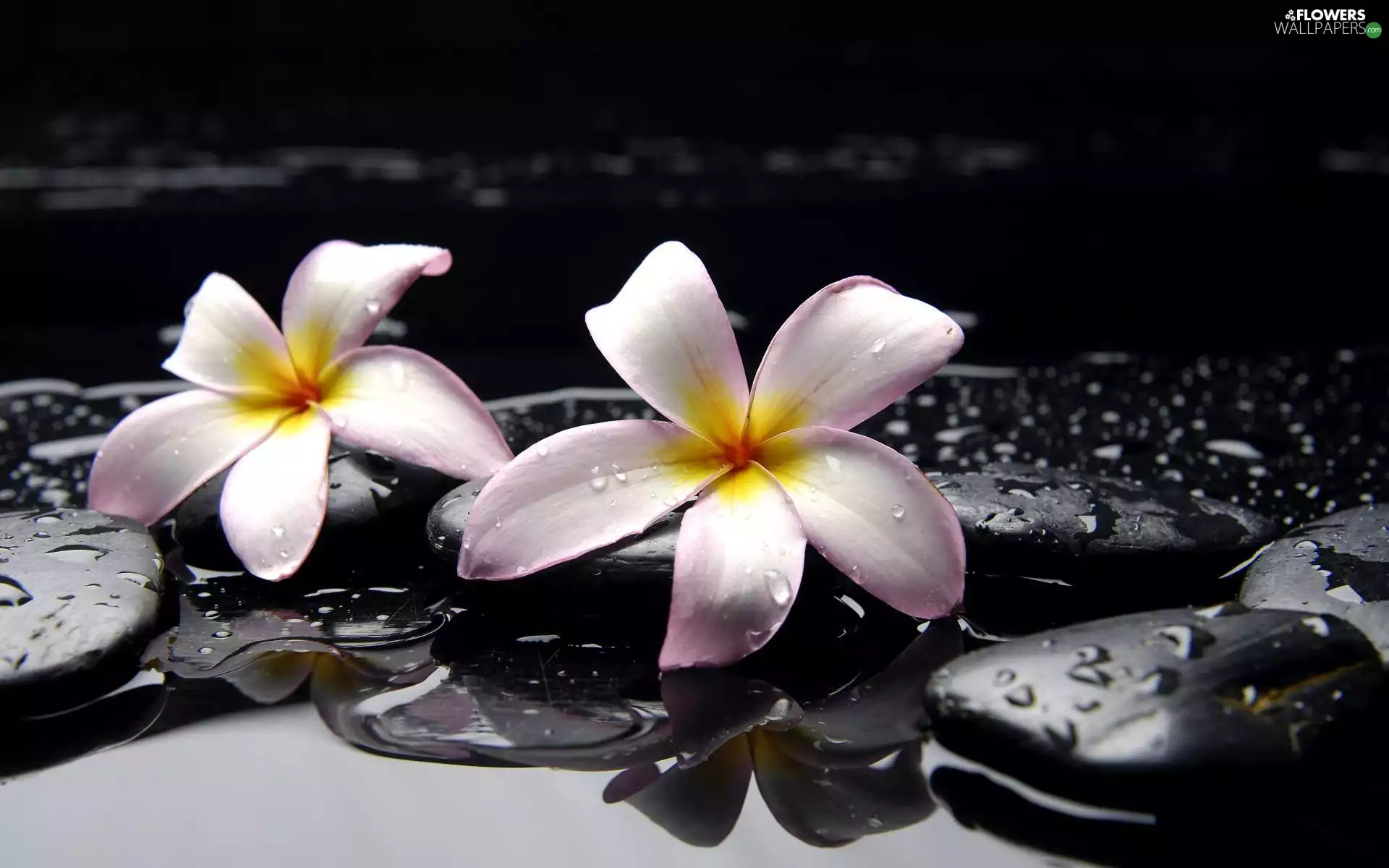 Spa, Plumeria