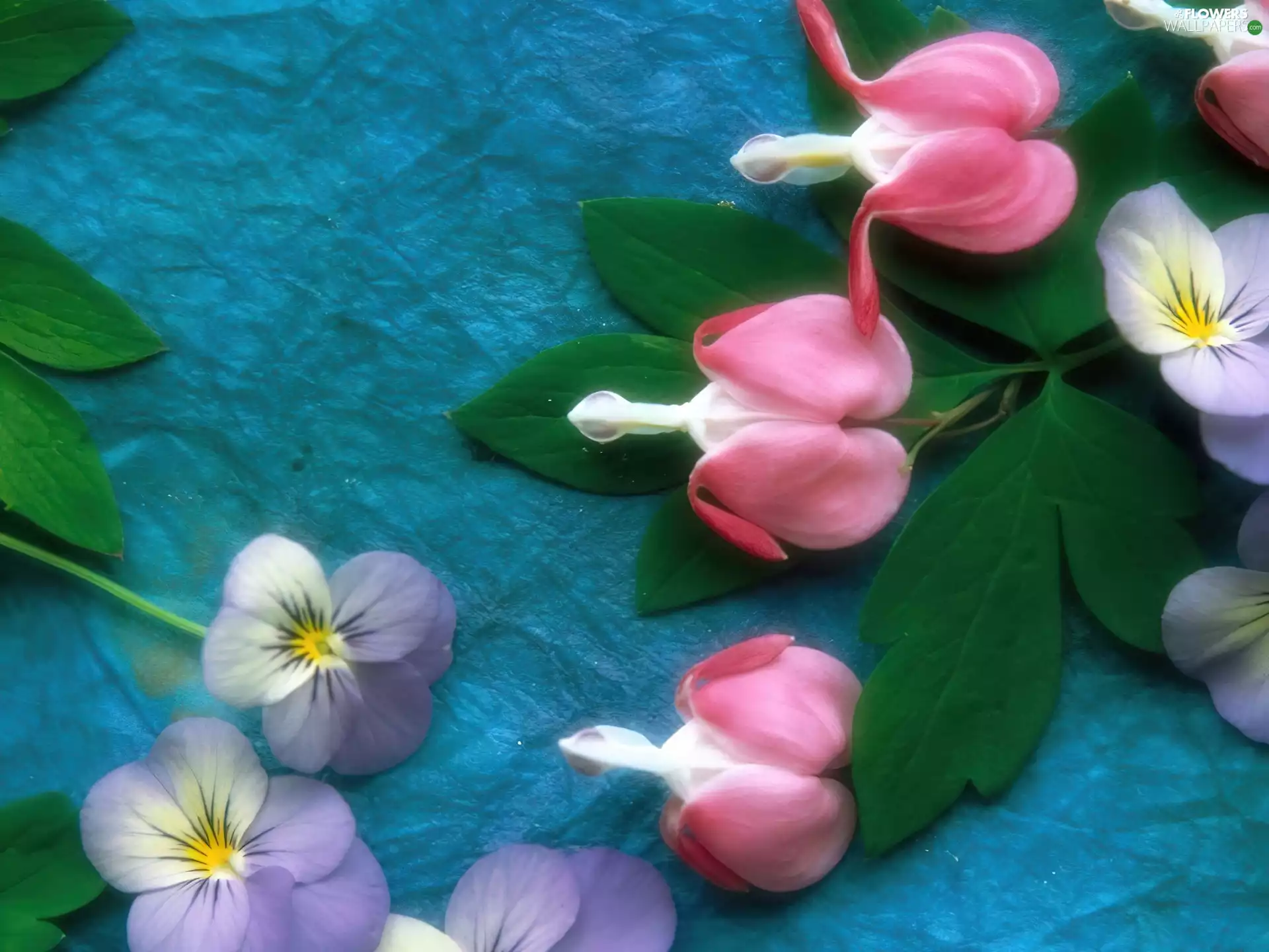 Colourfull Flowers, Dicentra Spectabilis