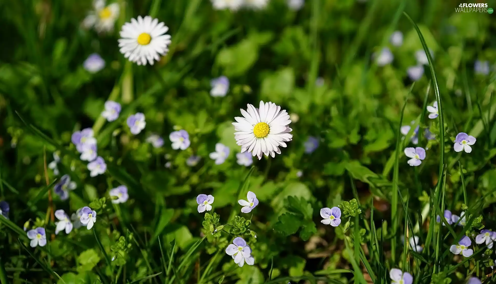 speedwell, Flowers, daisies