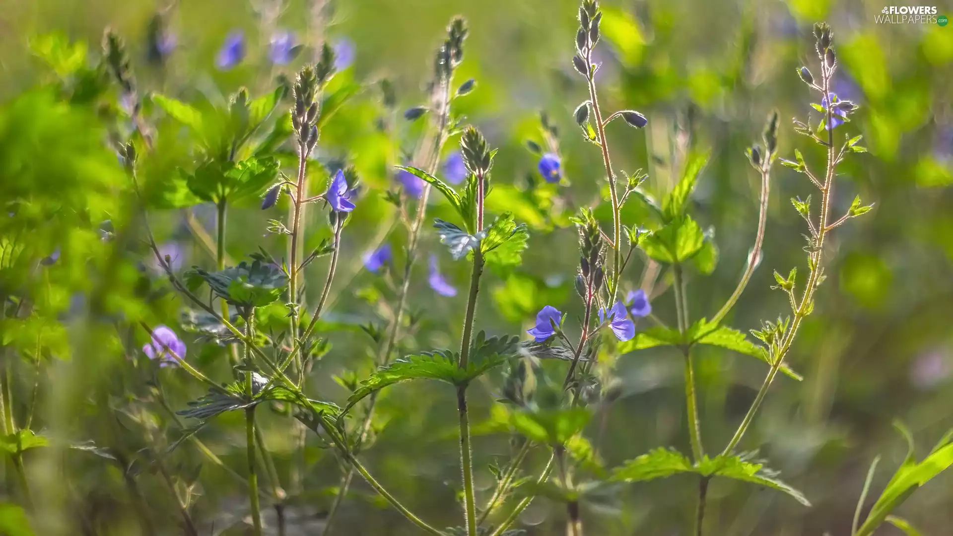 Flowers, Twigs, blur, speedwell