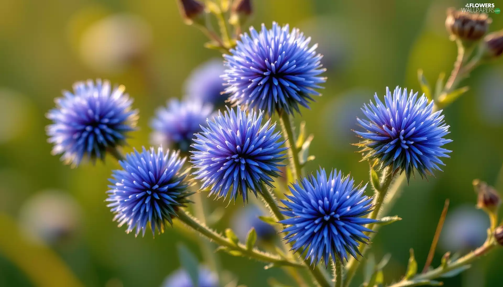 Blue, Flowers, Echinops, Spherical