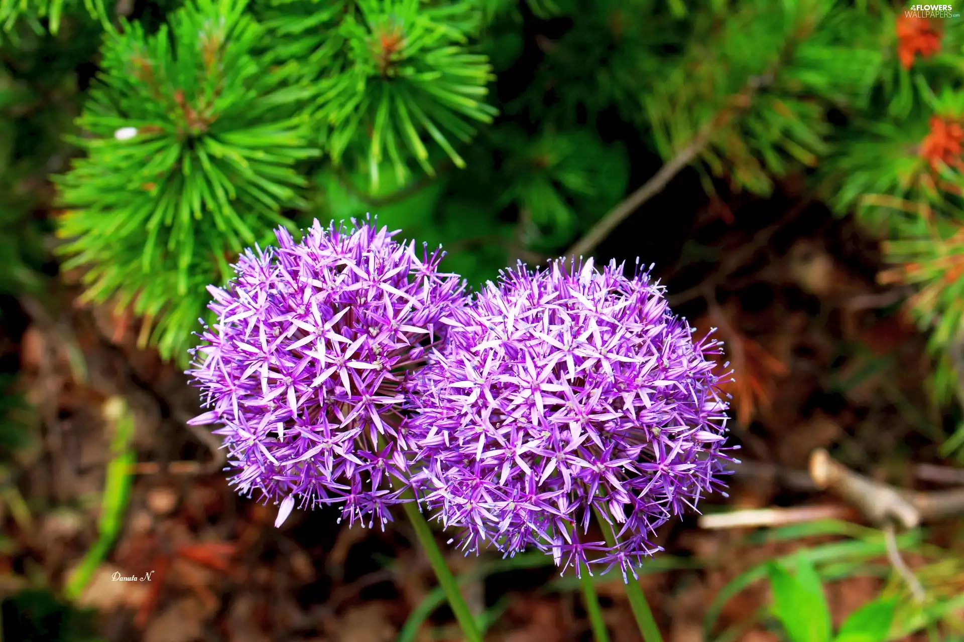 Allium, Spherical, inflorescences, Two cars