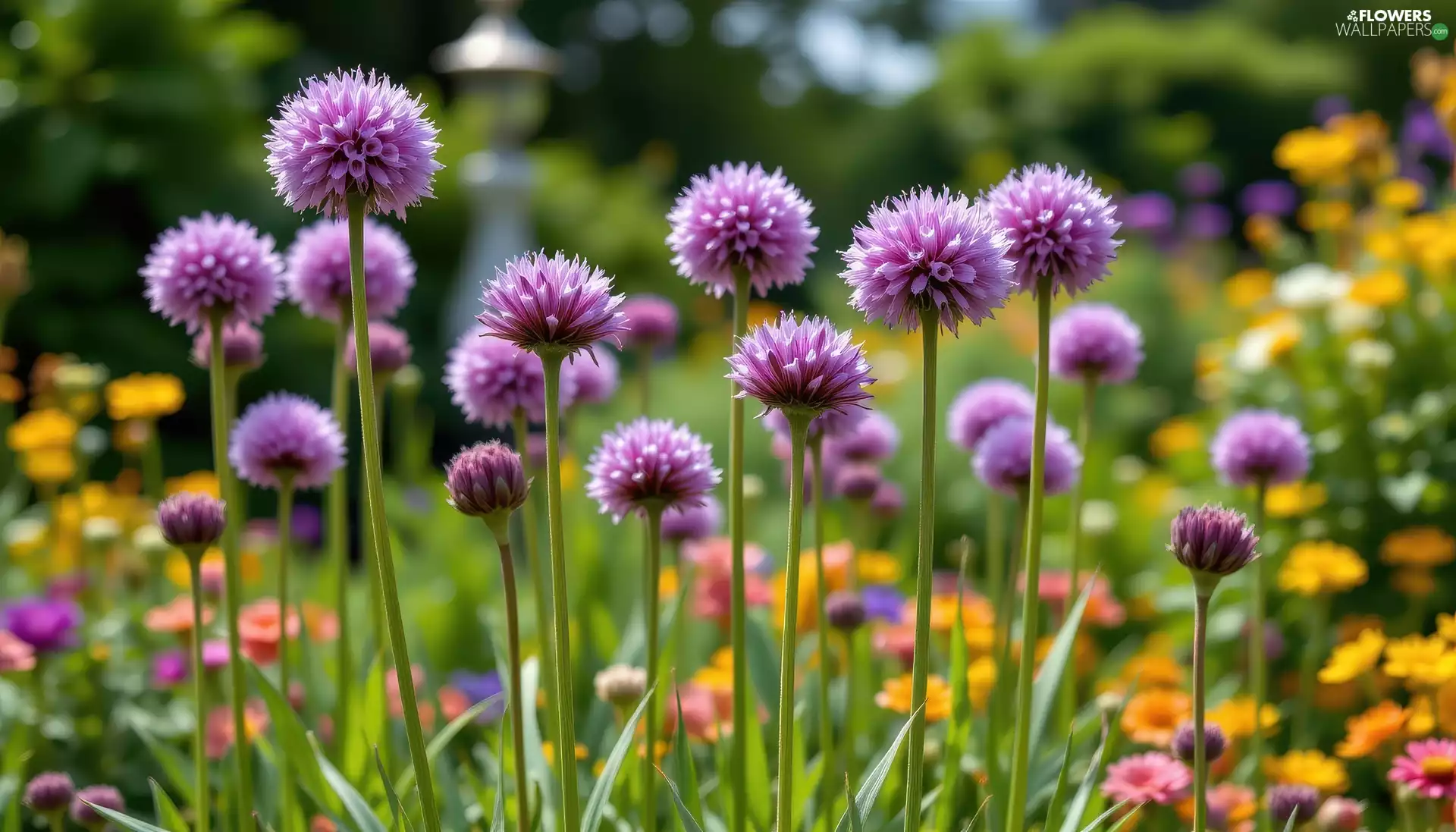 purple, Flowers, Allium, Spherical