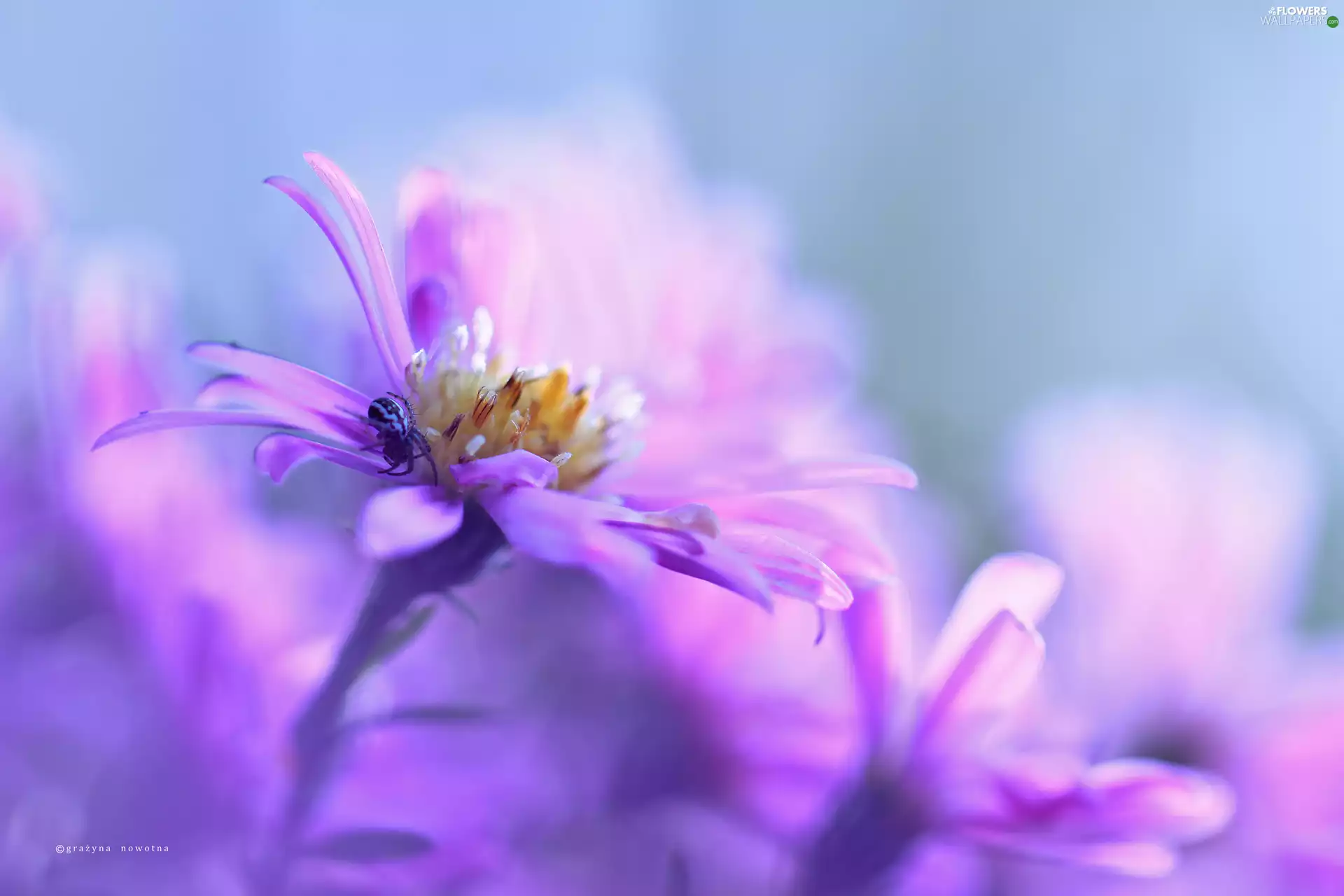 Aster, Colourfull Flowers, Spider, Violet