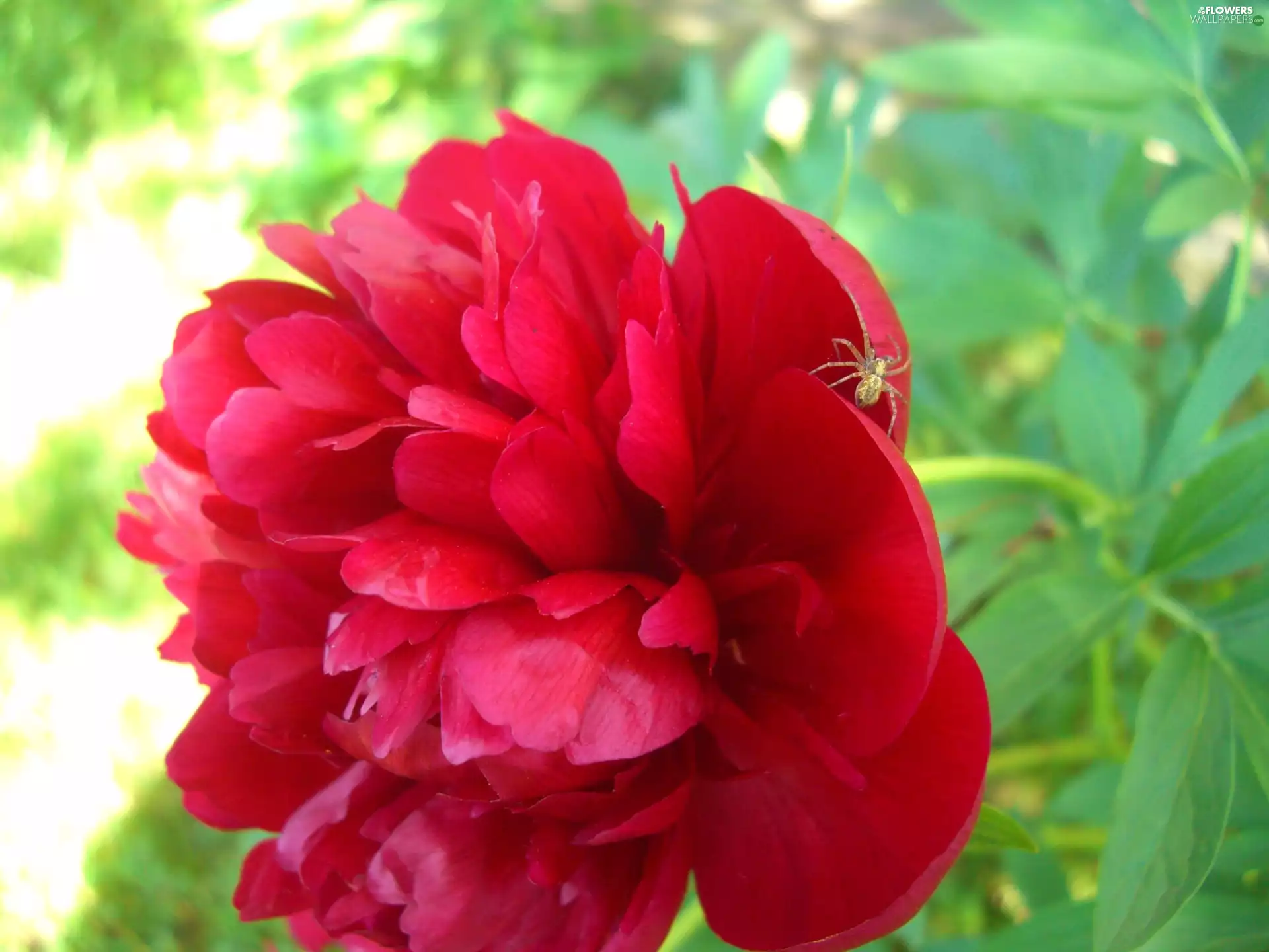 Colourfull Flowers, peony, spider