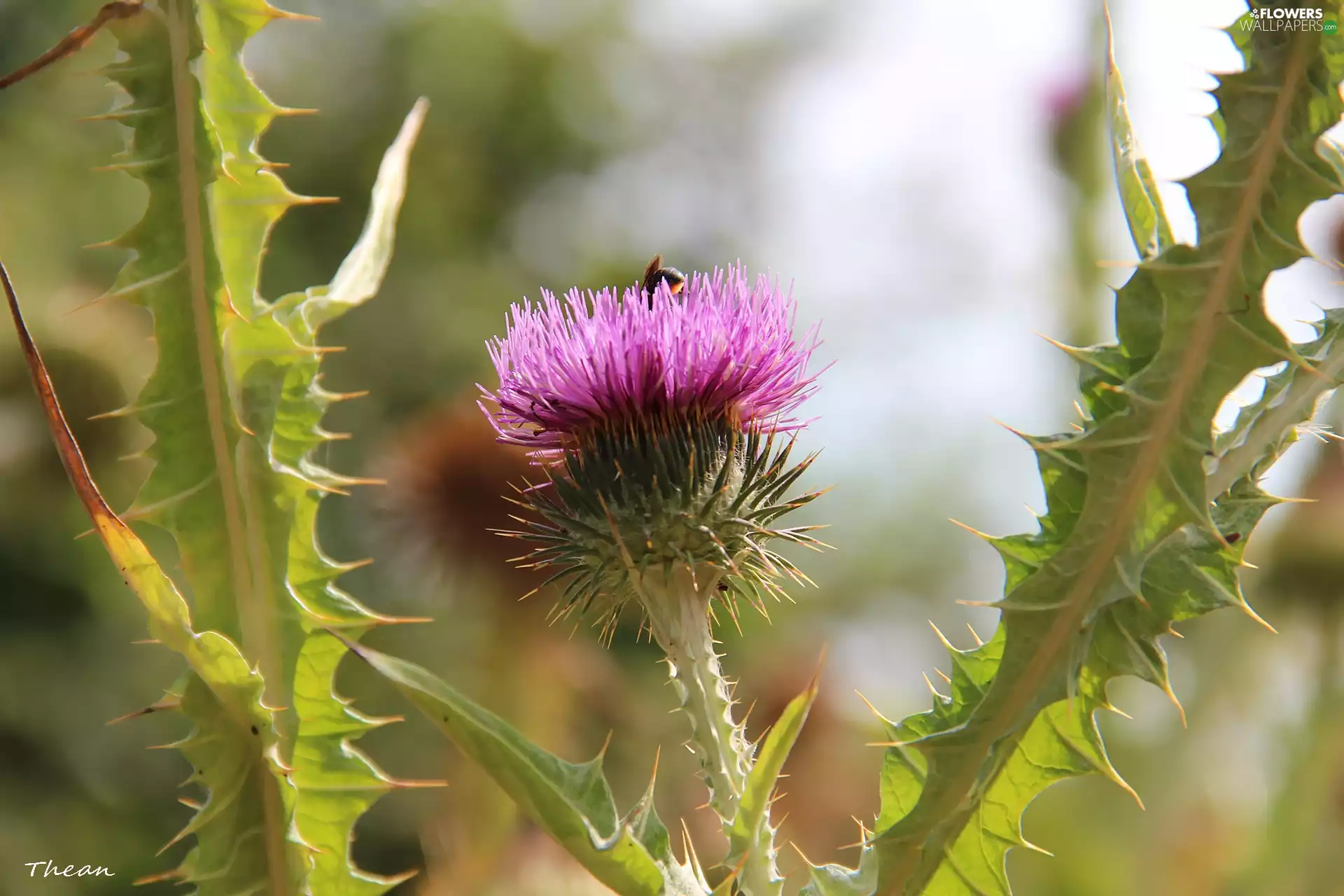 teasel, Spikes