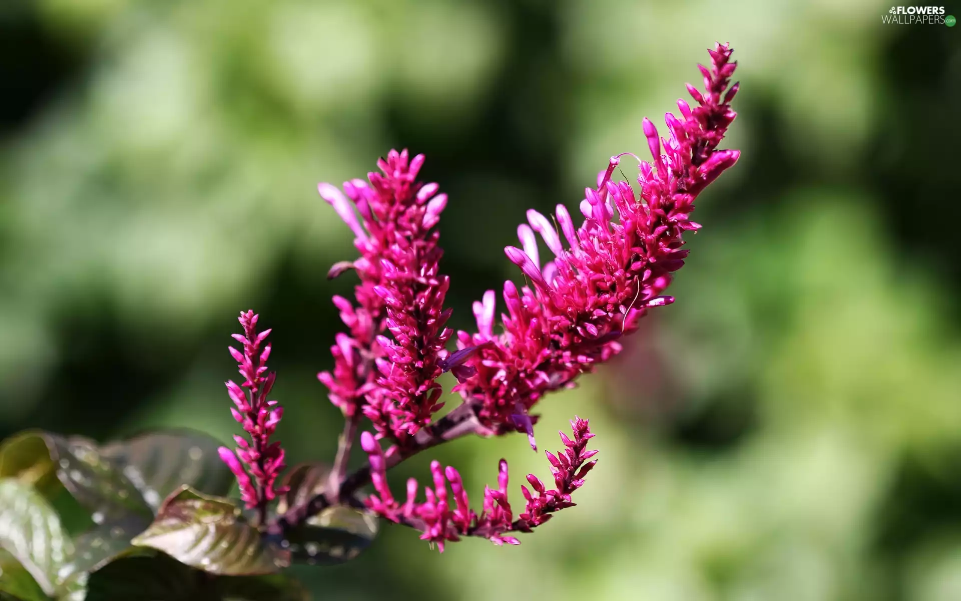 Chinese, Pink, False Spirea