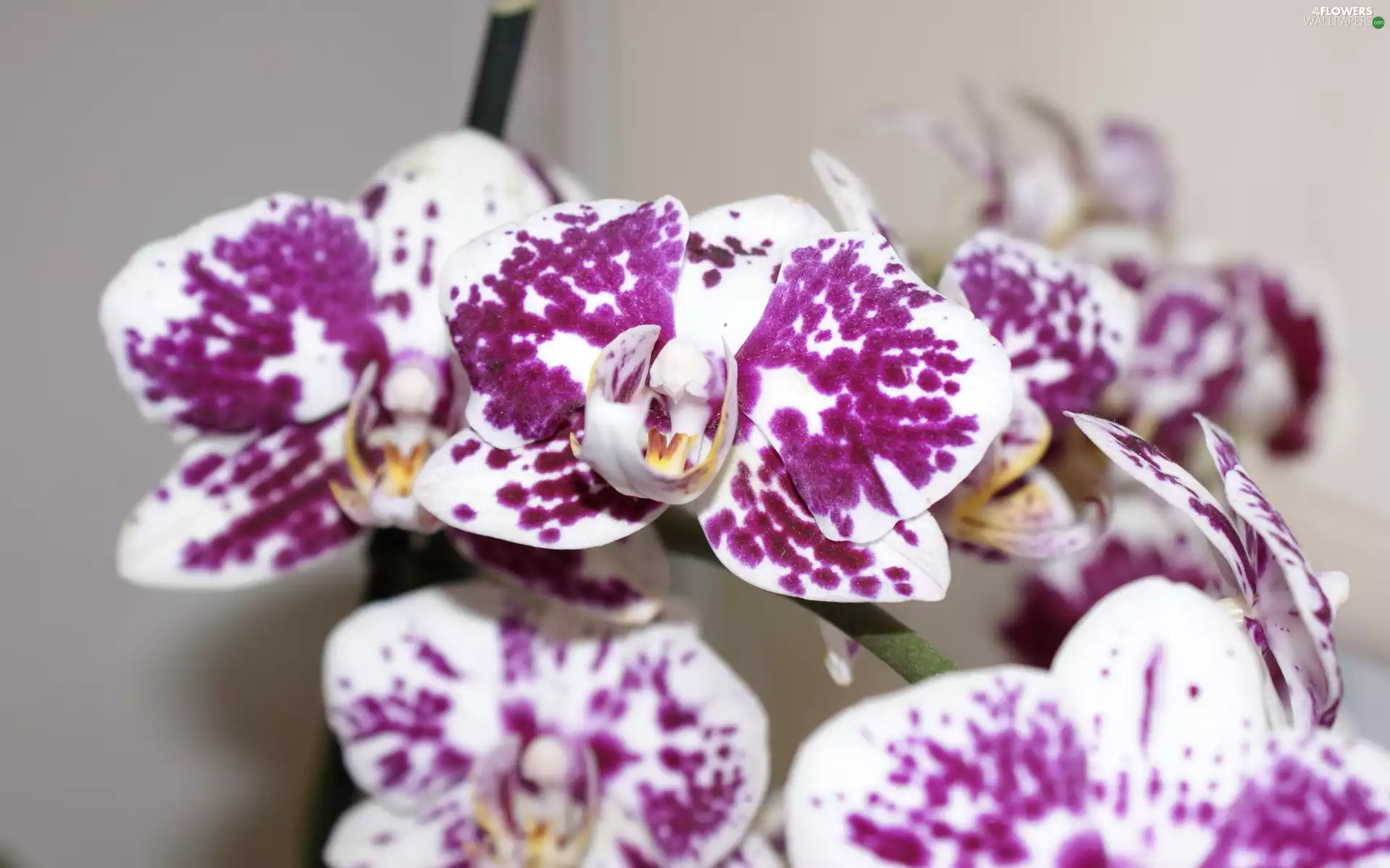 Flowers, purple, spots, orchid