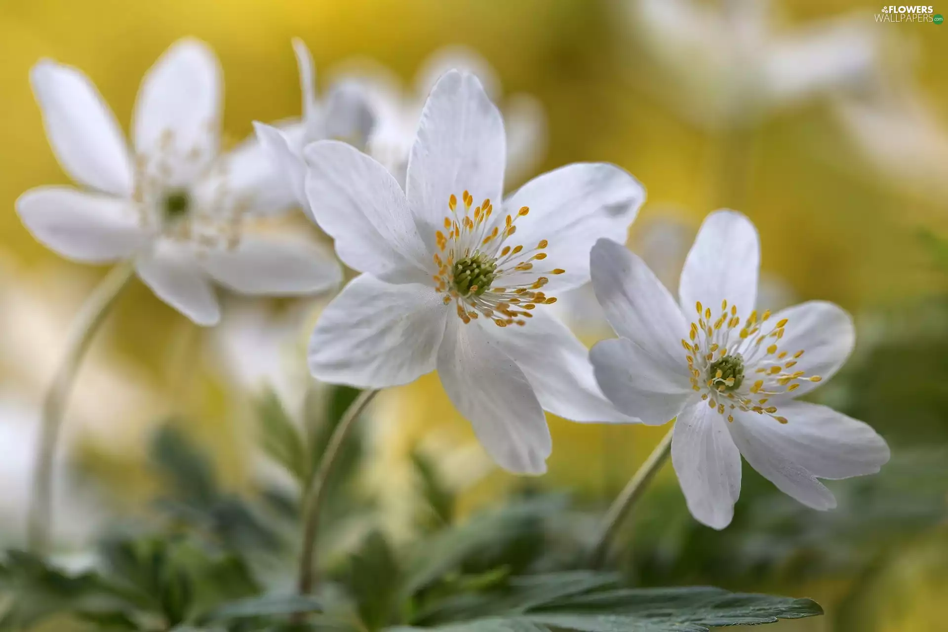 anemone, Flowers, Spring, White