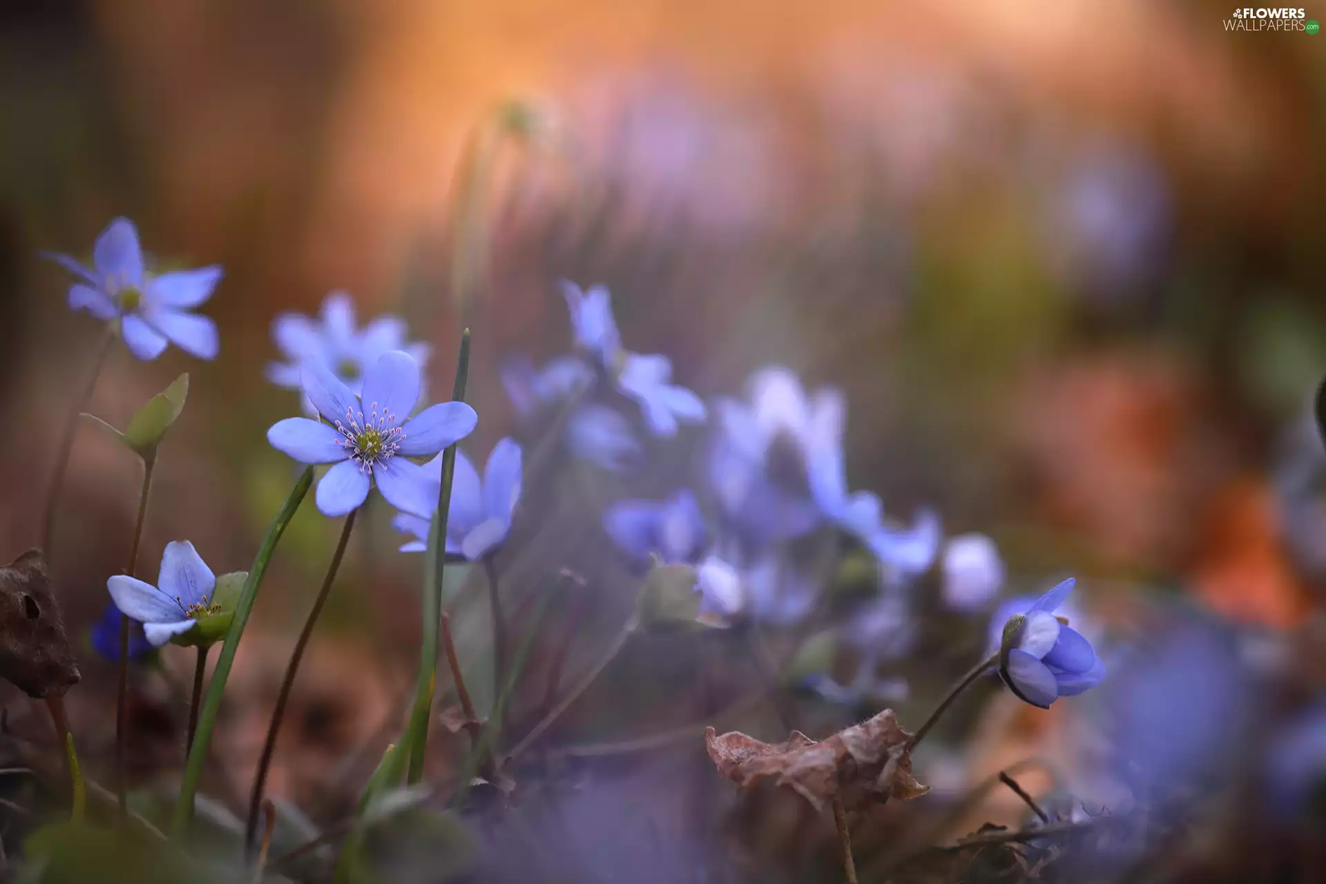 Blue, Liverworts, Flowers, Spring