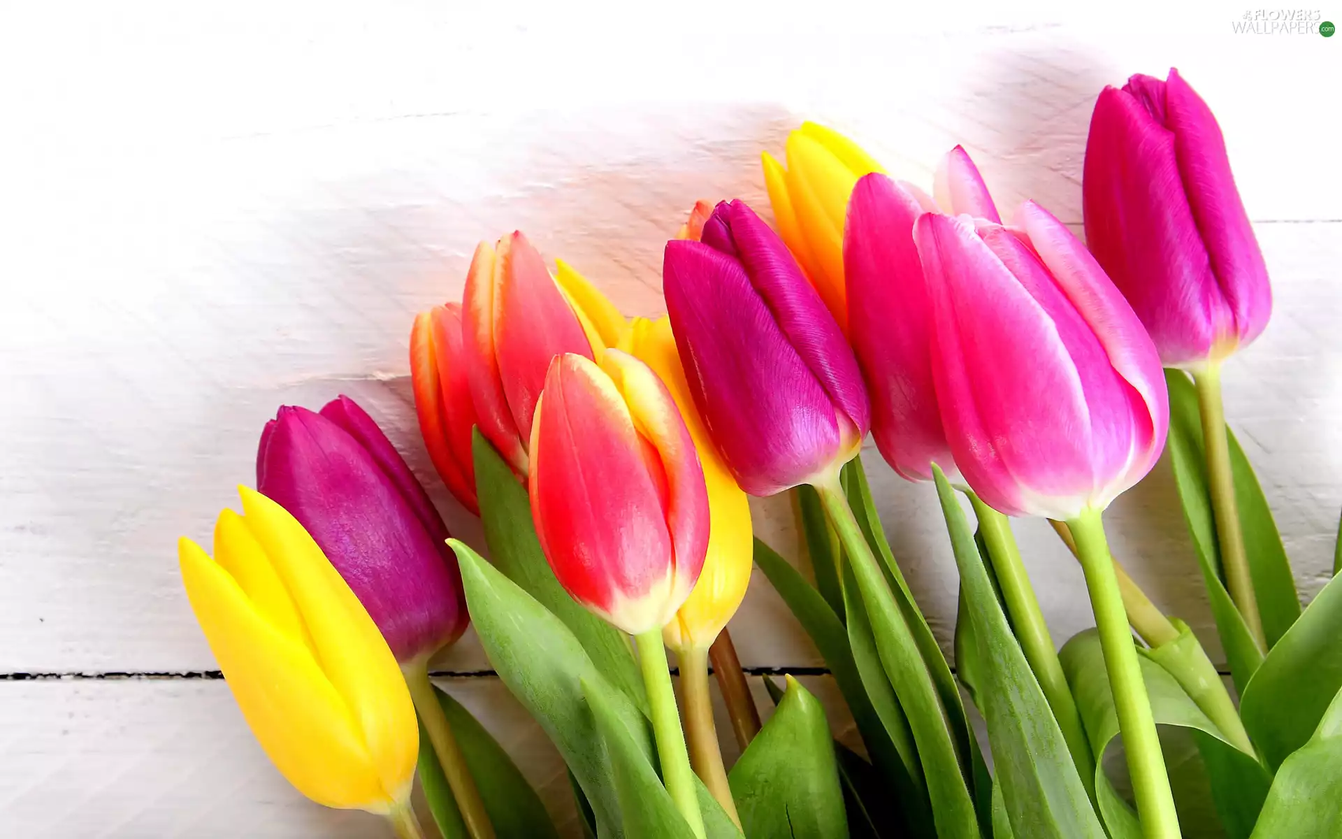 color, Flowers, Wood, Spring, Tulips, bouquet