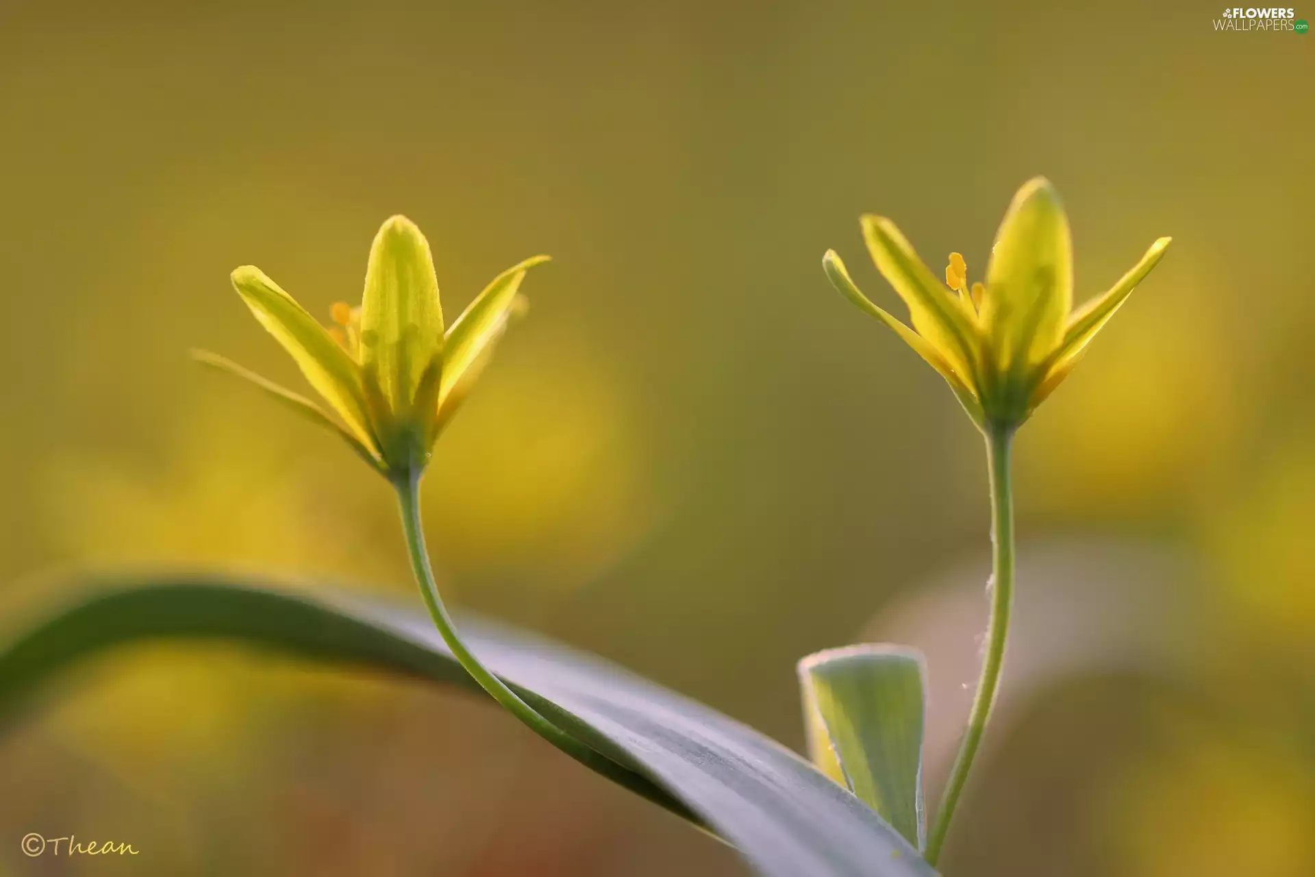 Yellow gold plating, Colourfull Flowers, Spring