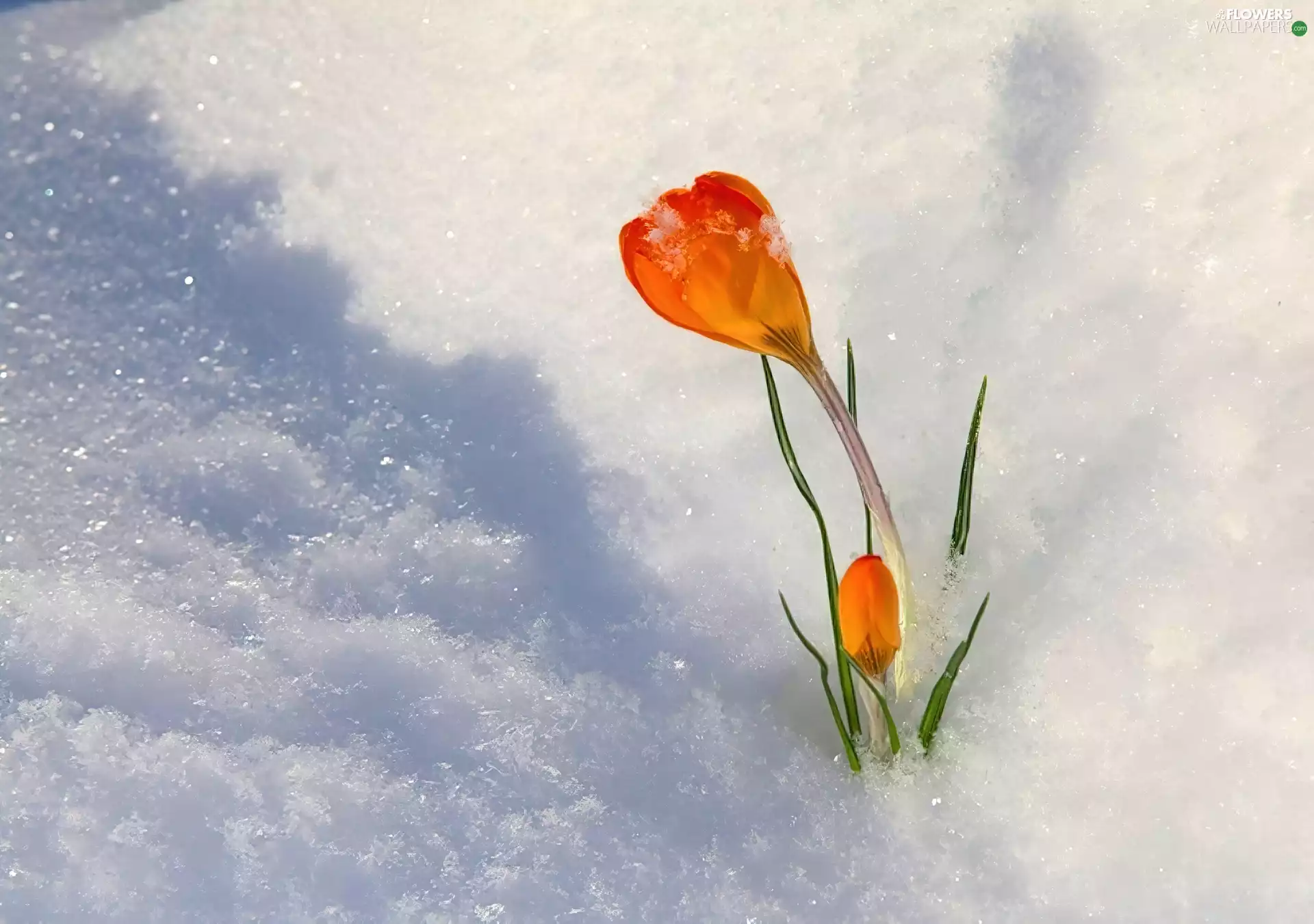 Spring, Orange, crocus