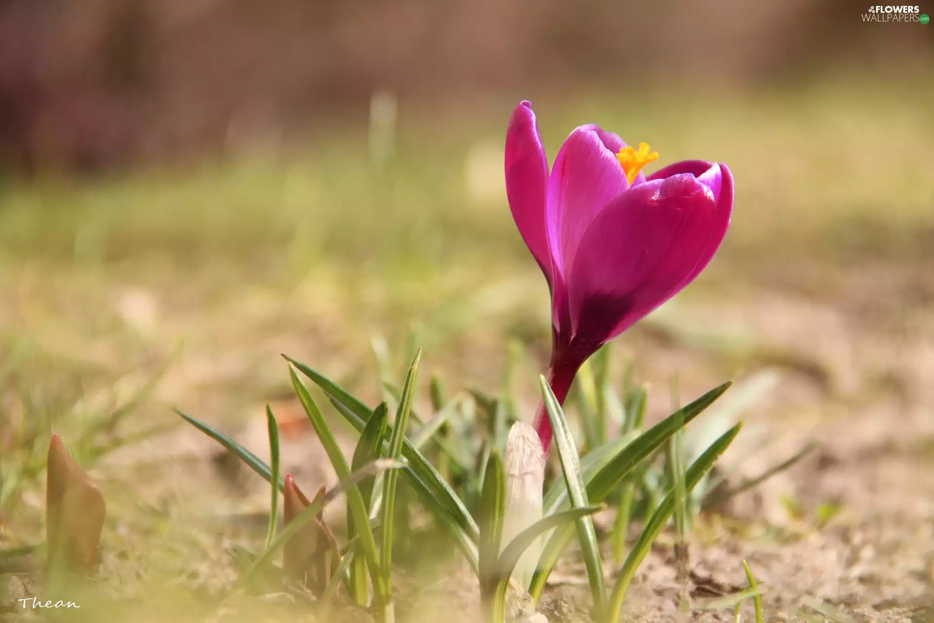 Spring, Pink, crocus
