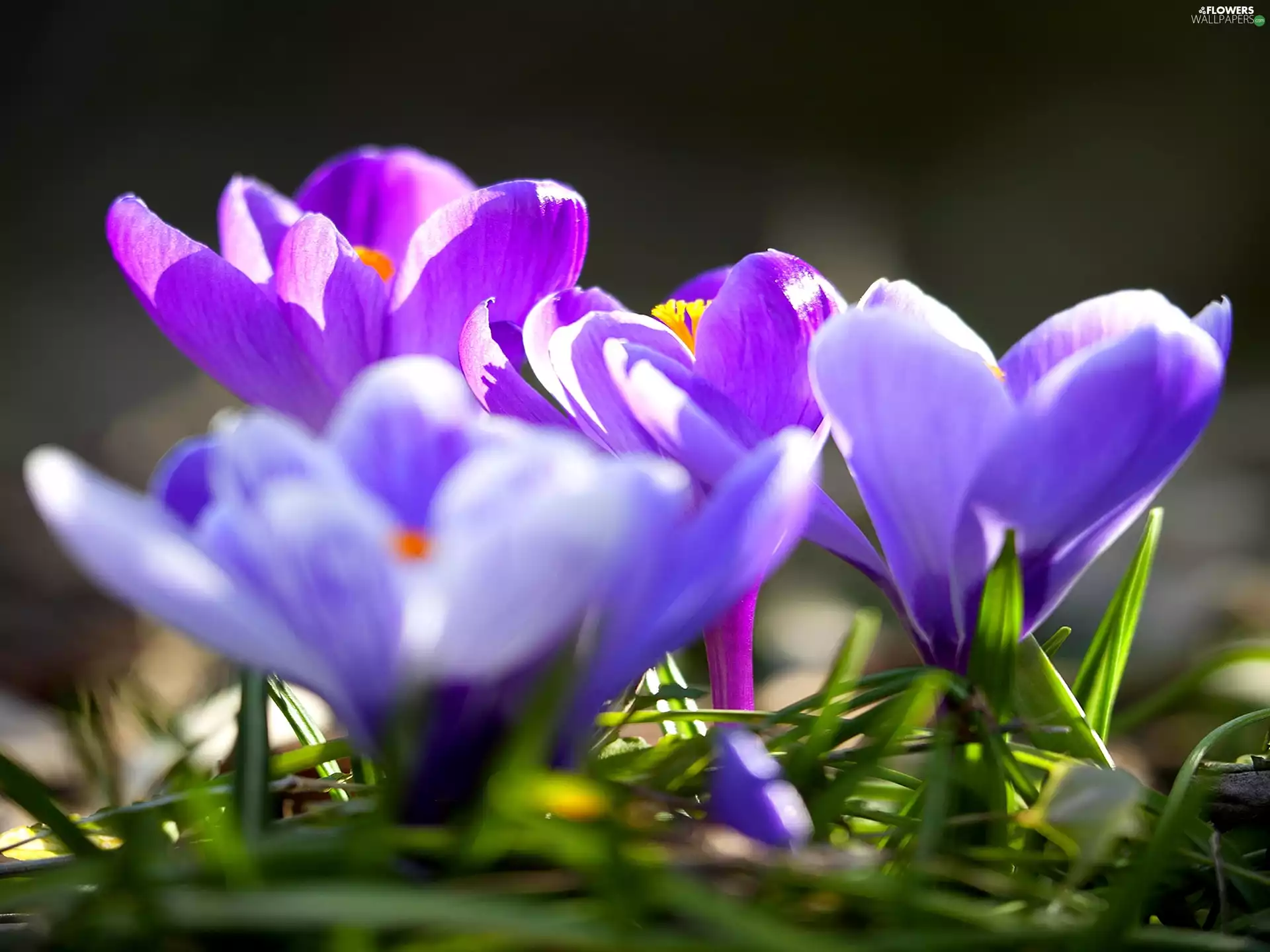 crocuses, Spring