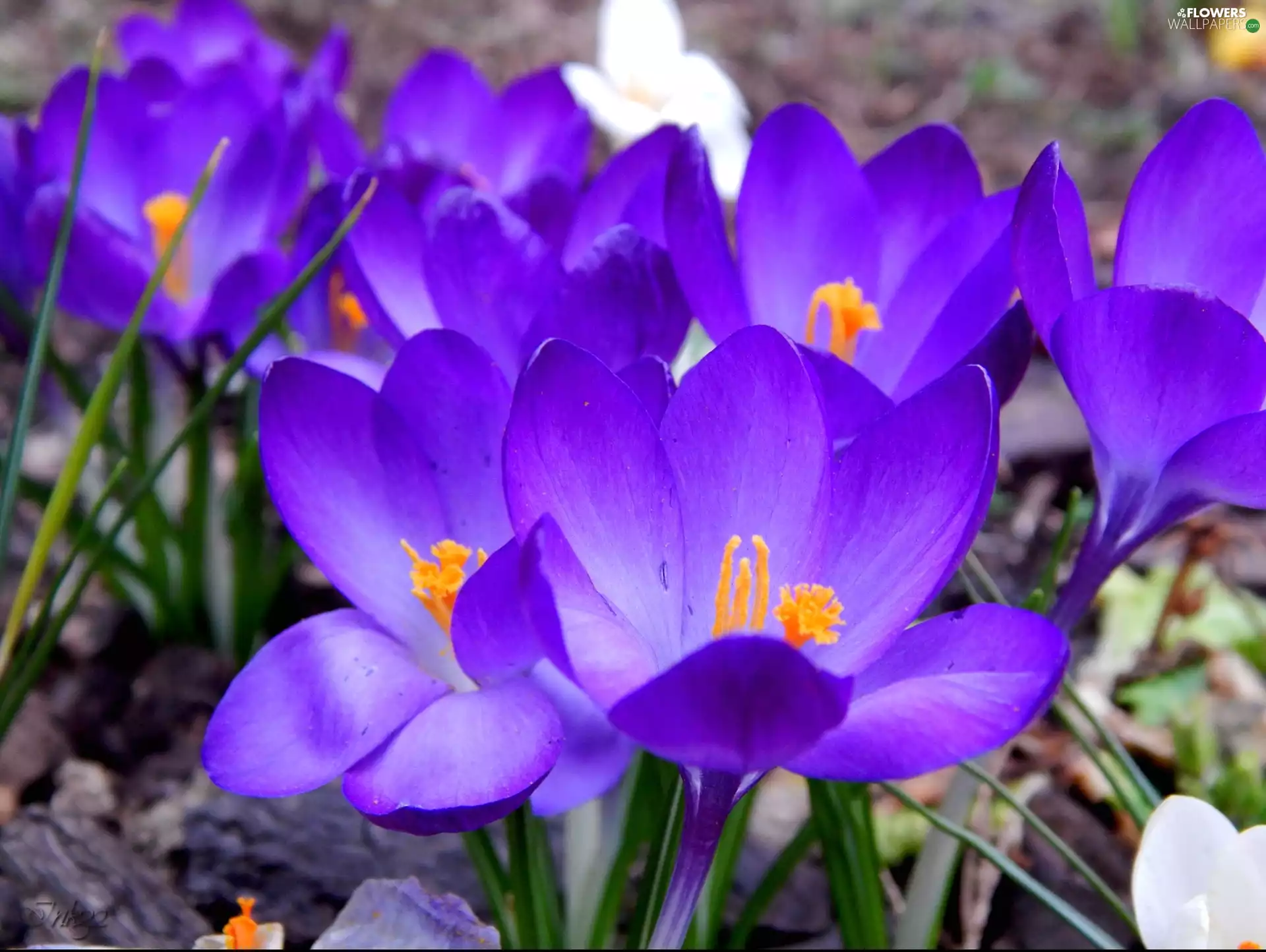 Spring, Blue, crocuses