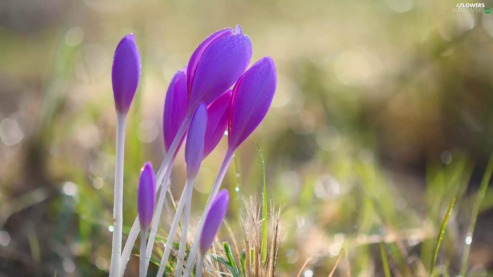 Spring, Buds, crocuses