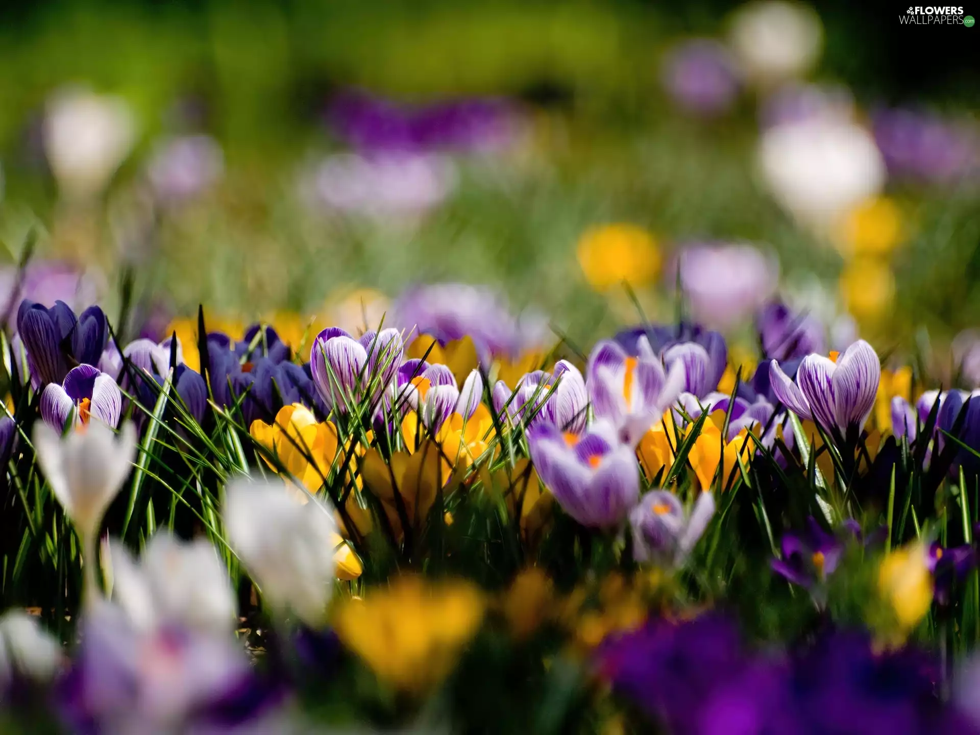 Spring, color, crocuses