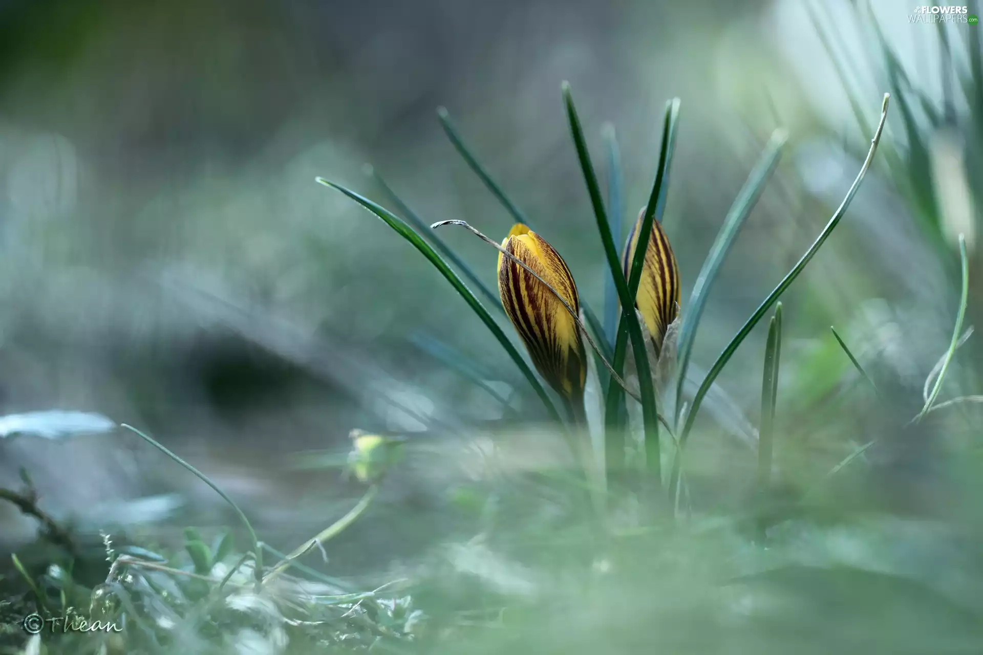 crocuses, Flowers, Spring, Yellow