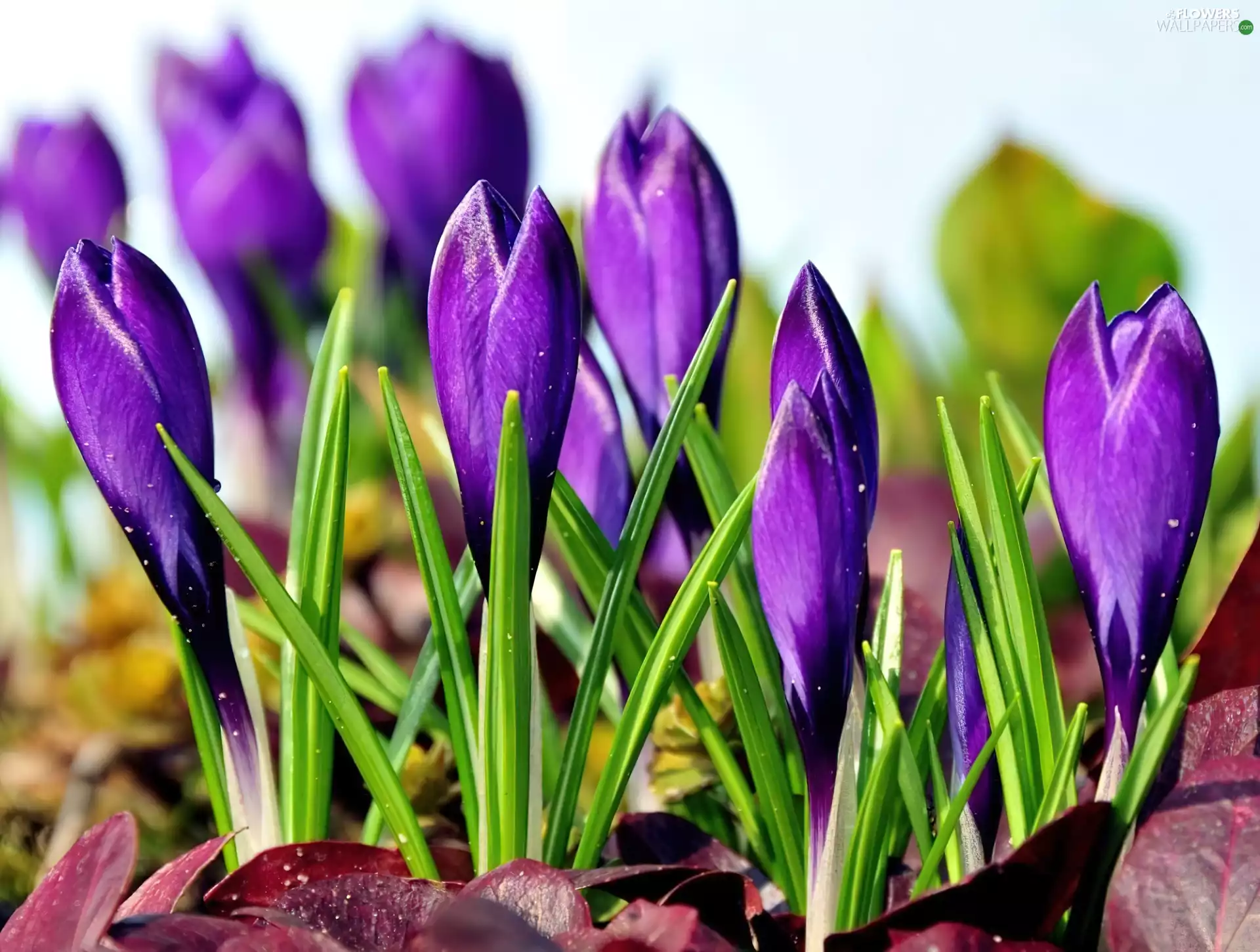 Spring, purple, crocuses