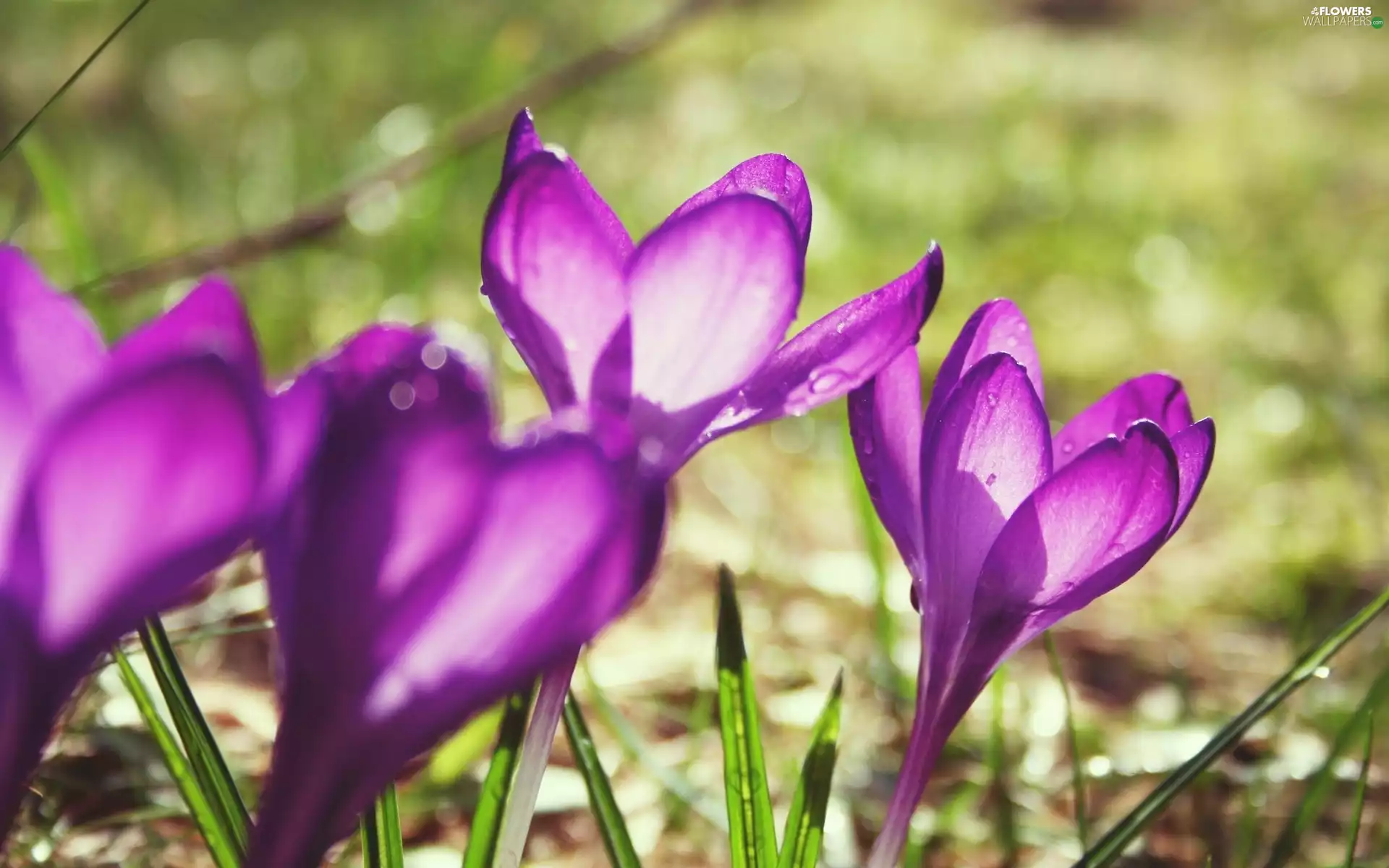 Spring, purple, crocuses