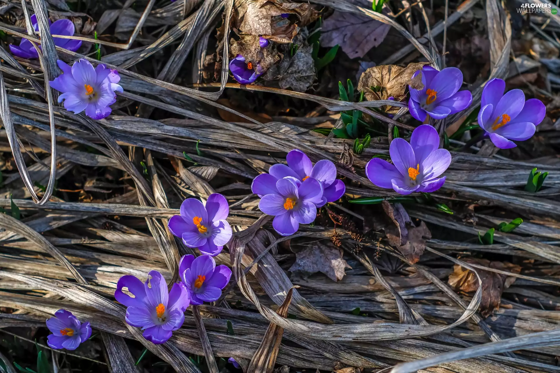 Spring, purple, crocuses