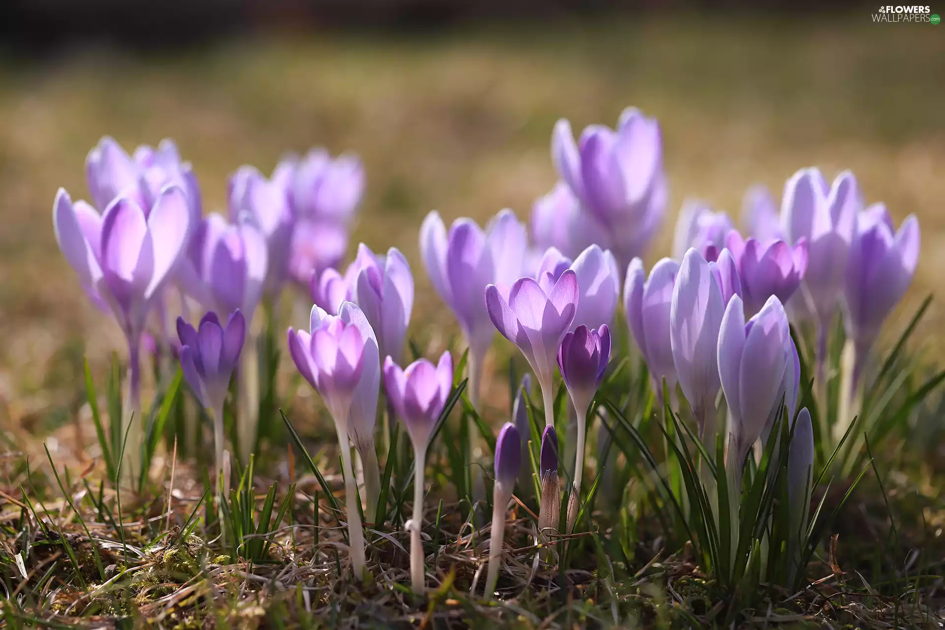 Flowers, Spring, crocuses, cluster, purple