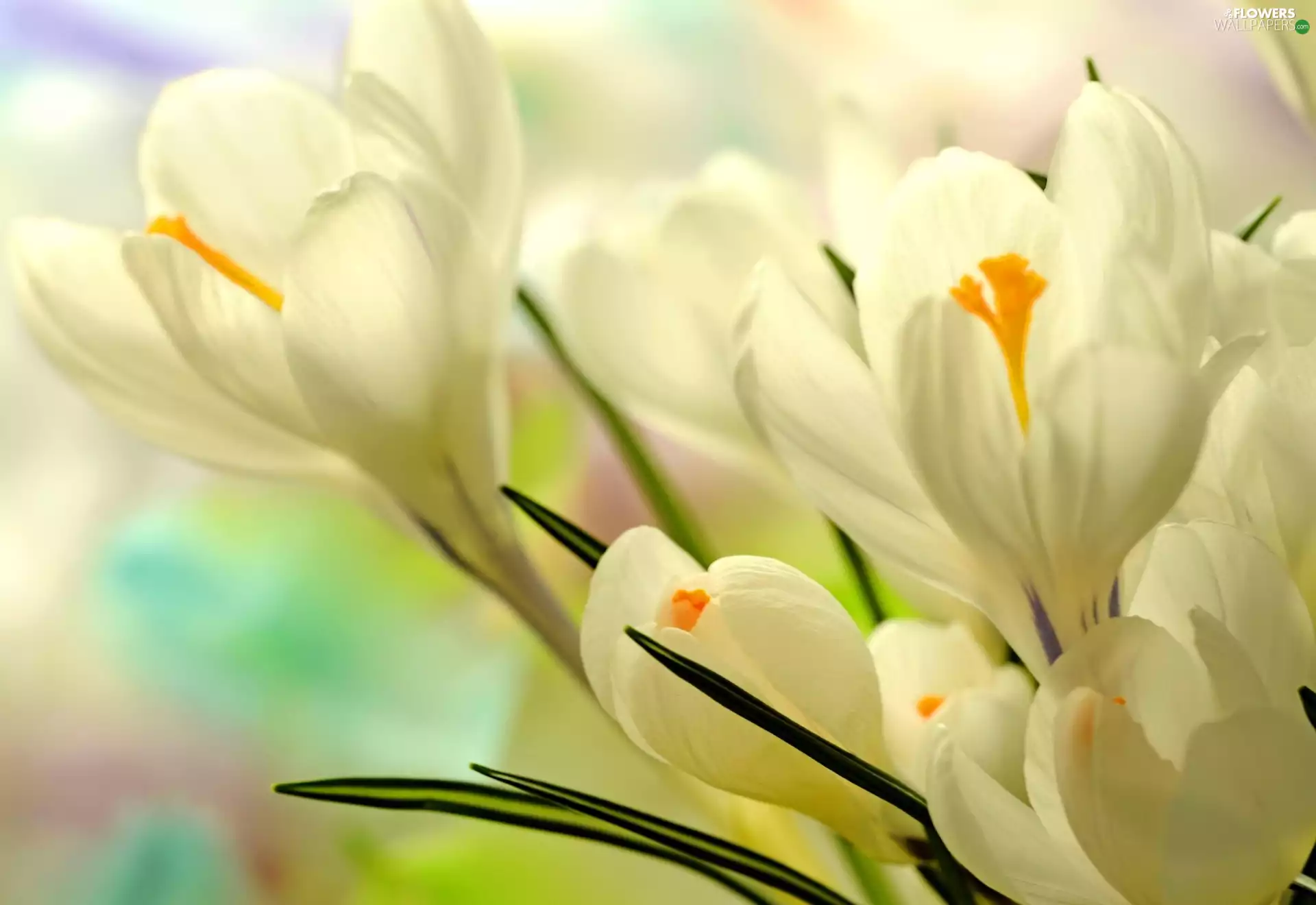 Spring, White, crocuses