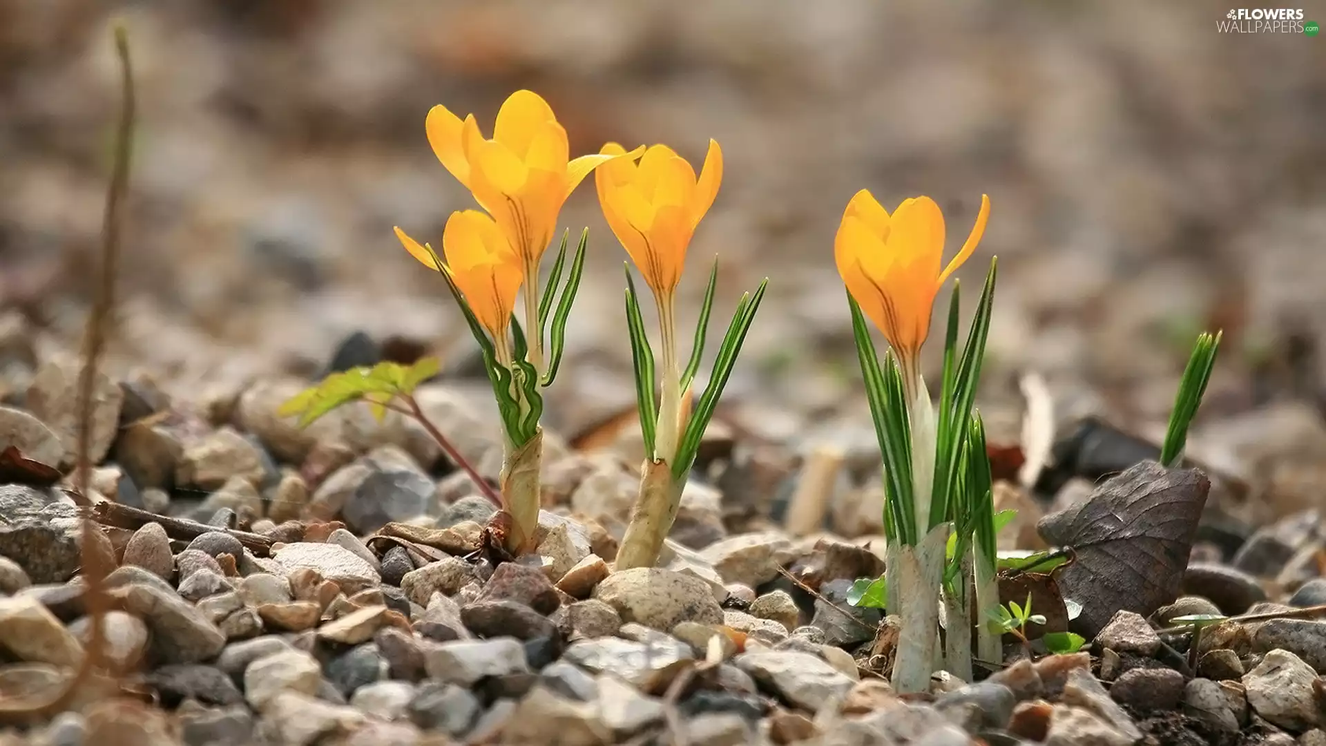 Spring, Yellow, crocuses