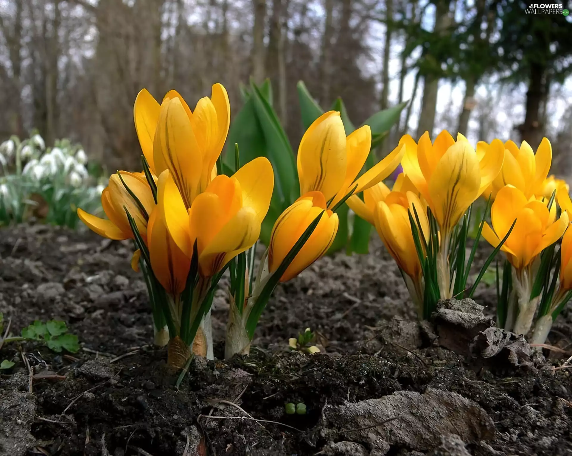 Spring, Yellow, crocuses