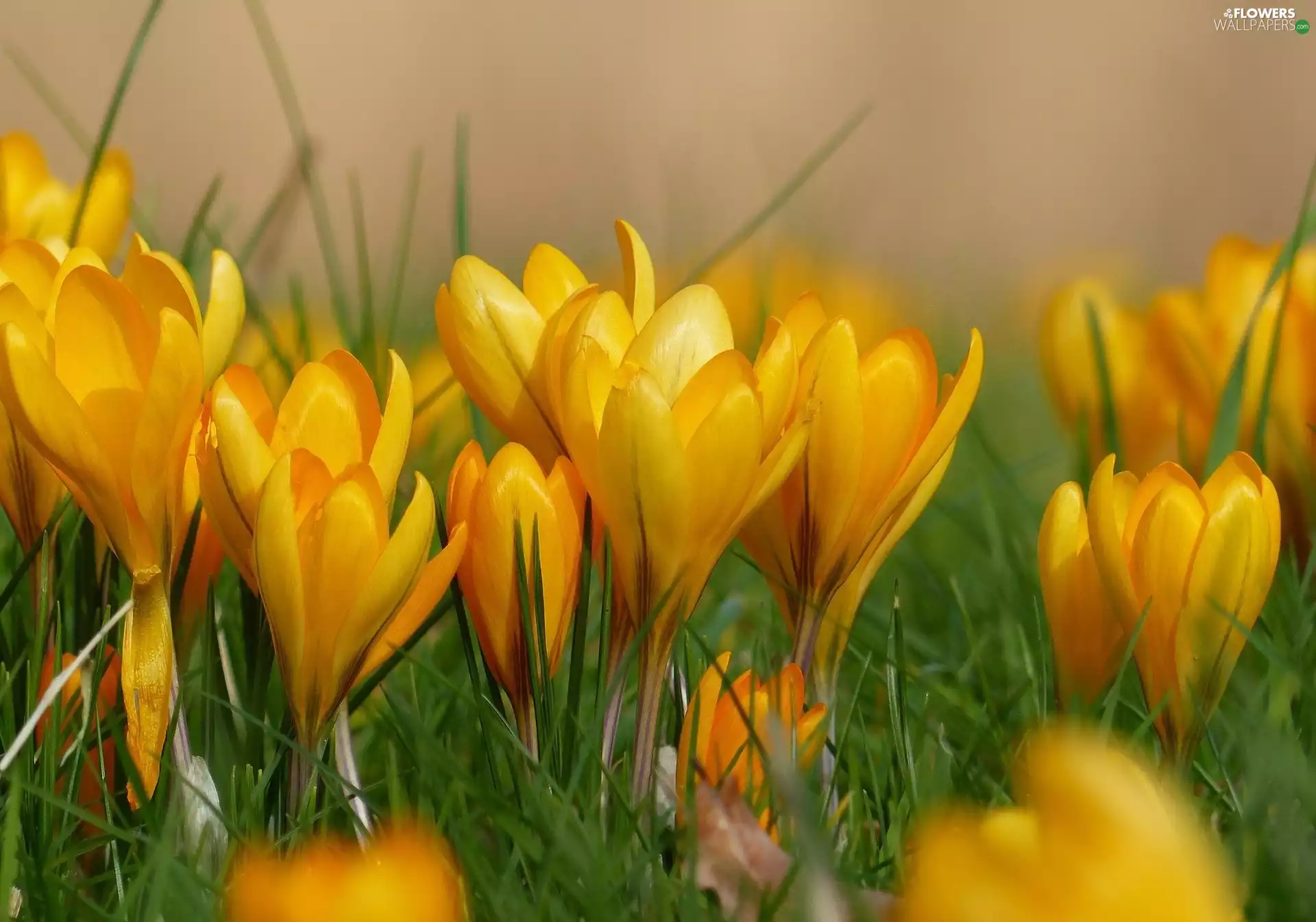 Spring, Yellow, crocuses