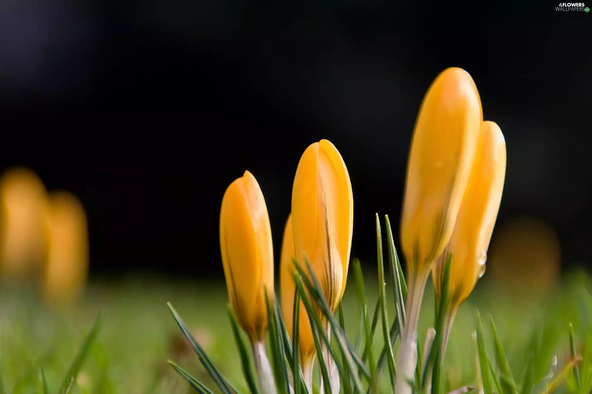Spring, Yellow, crocuses
