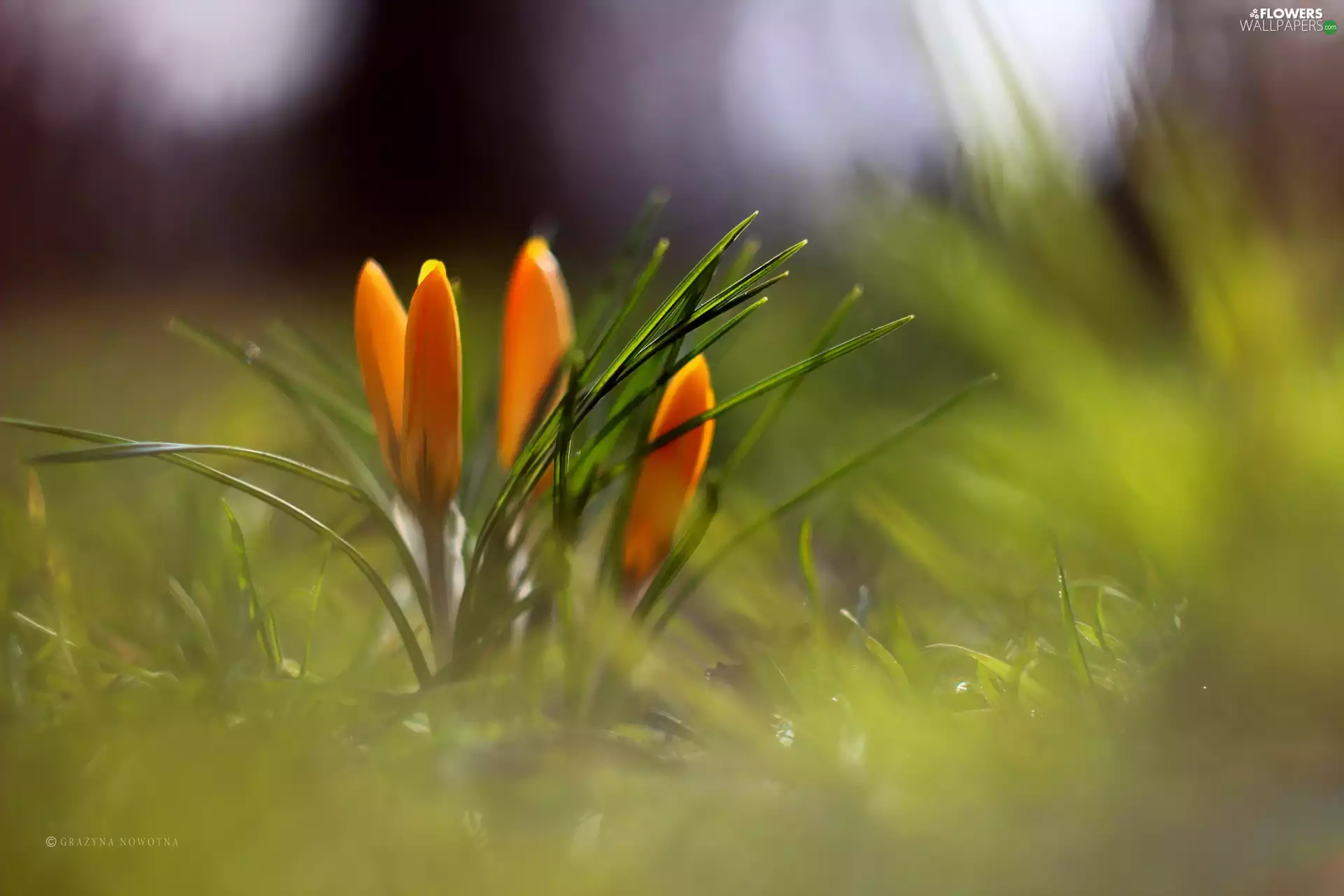 Spring, Yellow, crocuses